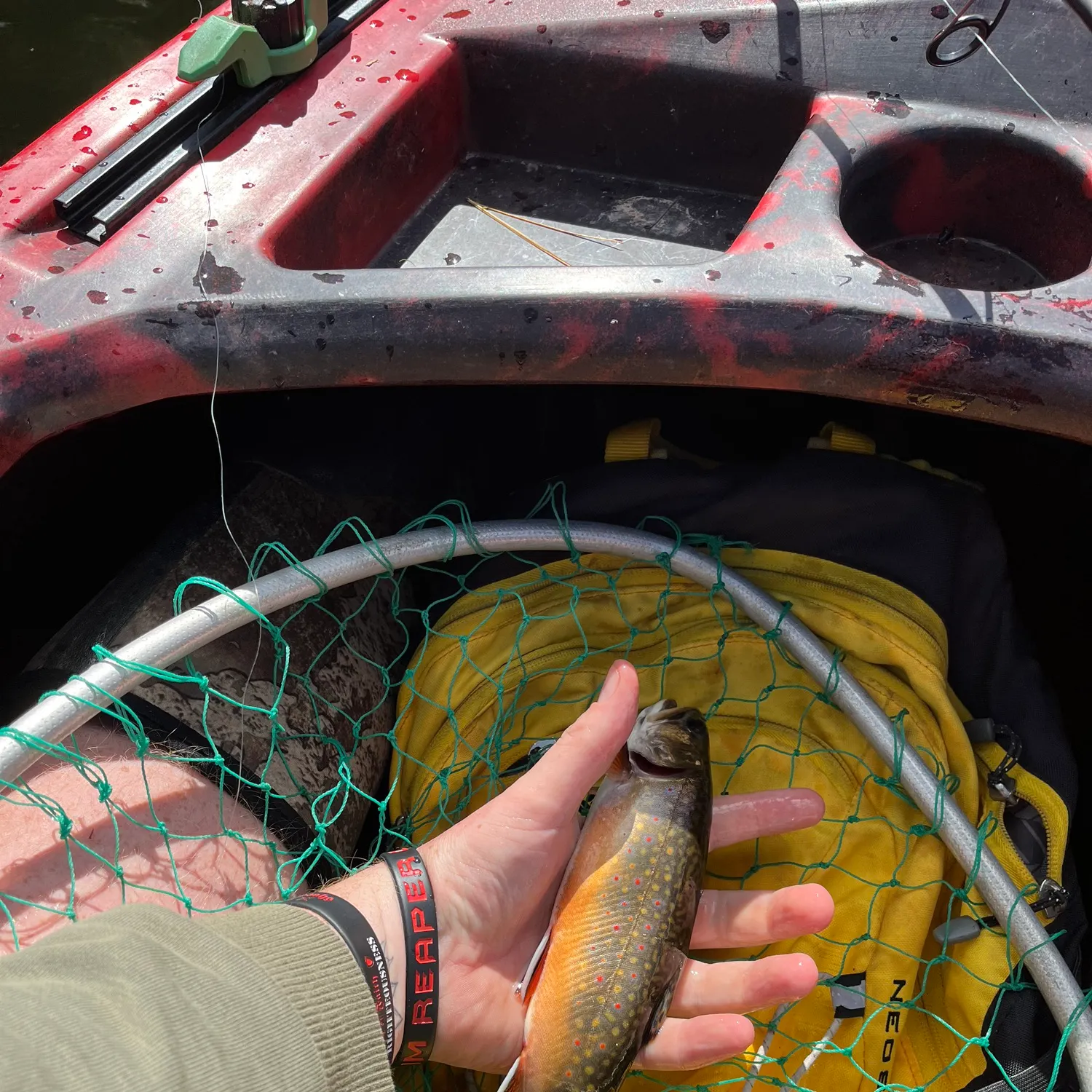 Brook trout caught on Fishbrain