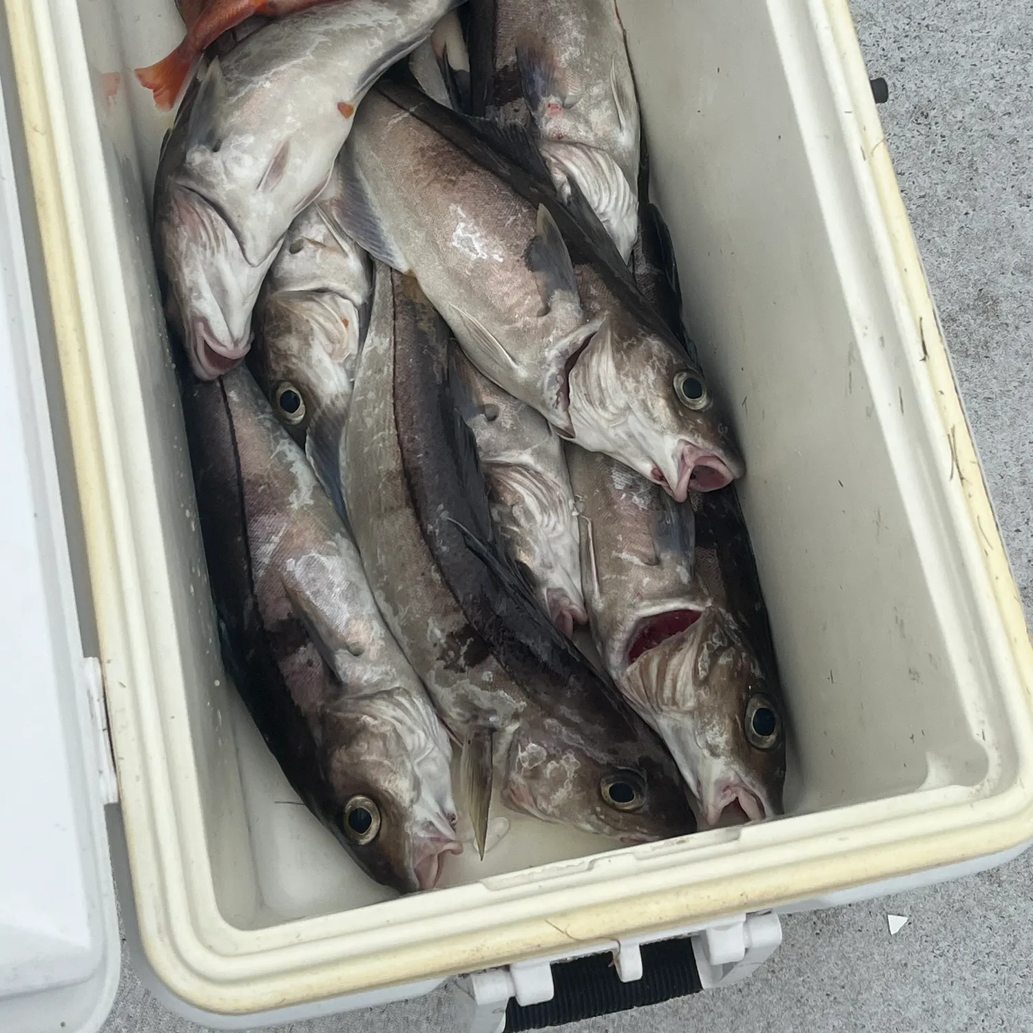 recently logged catches