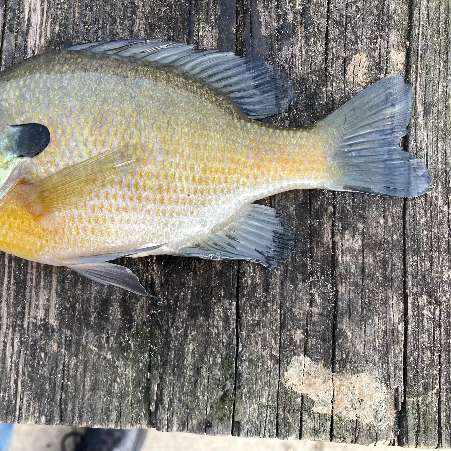 Bluegill caught on Fishbrain