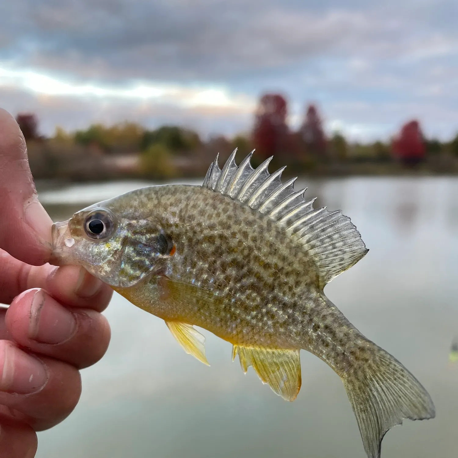 Pumpkinseed caught on Fishbrain