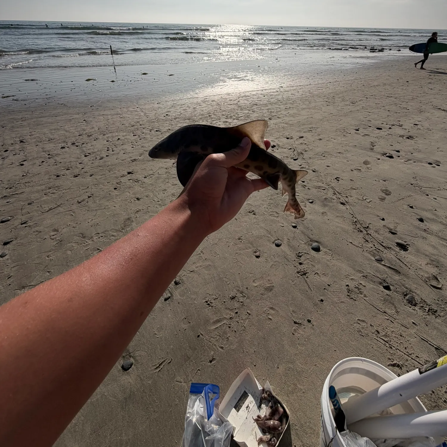 The most recent Leopard shark catches on Fishbrain