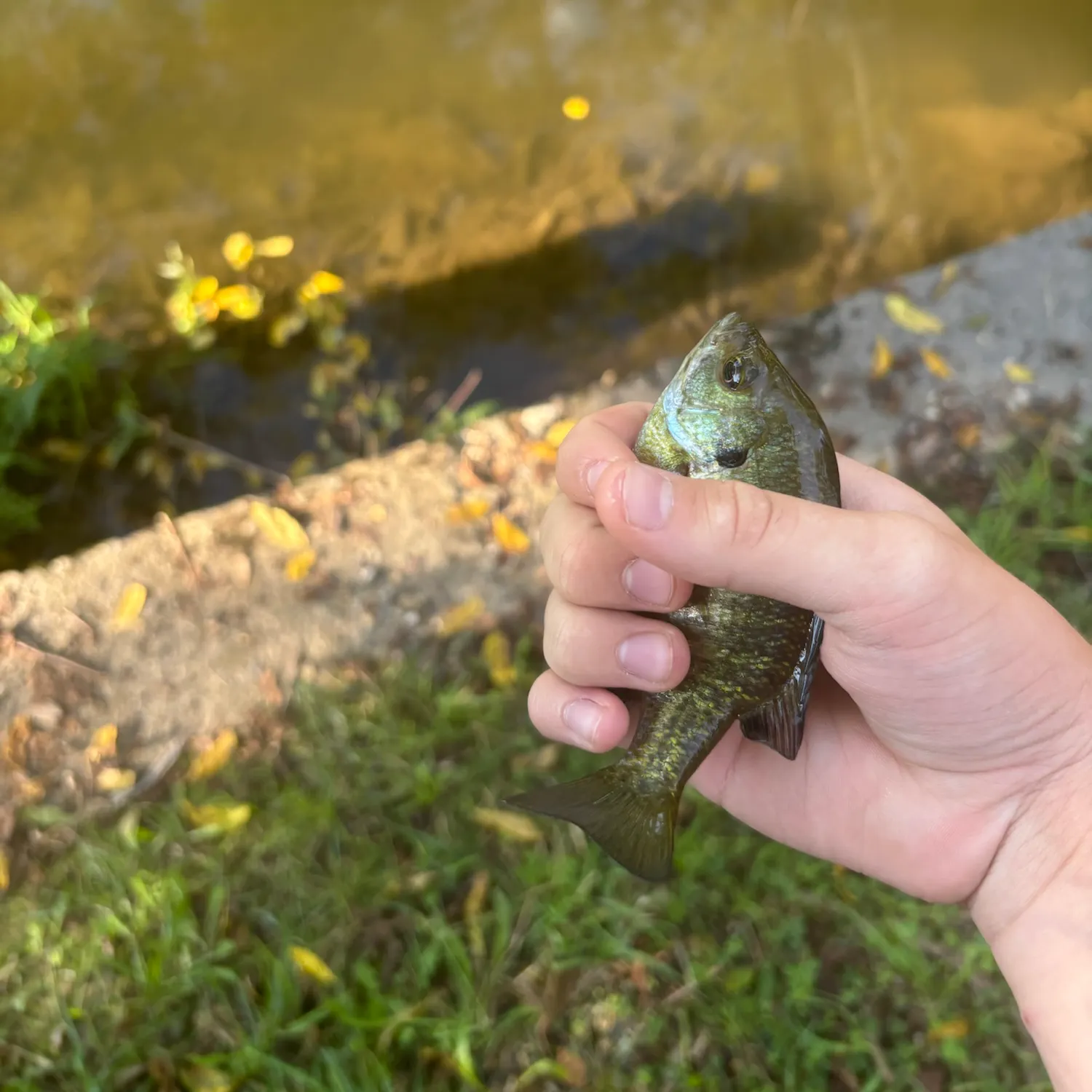 Bluegill caught on Fishbrain