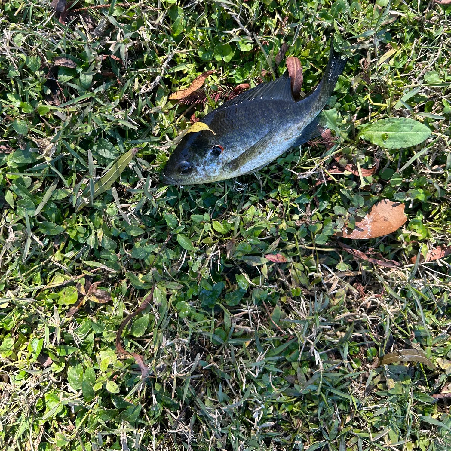 The most recent Redear sunfish catches on Fishbrain