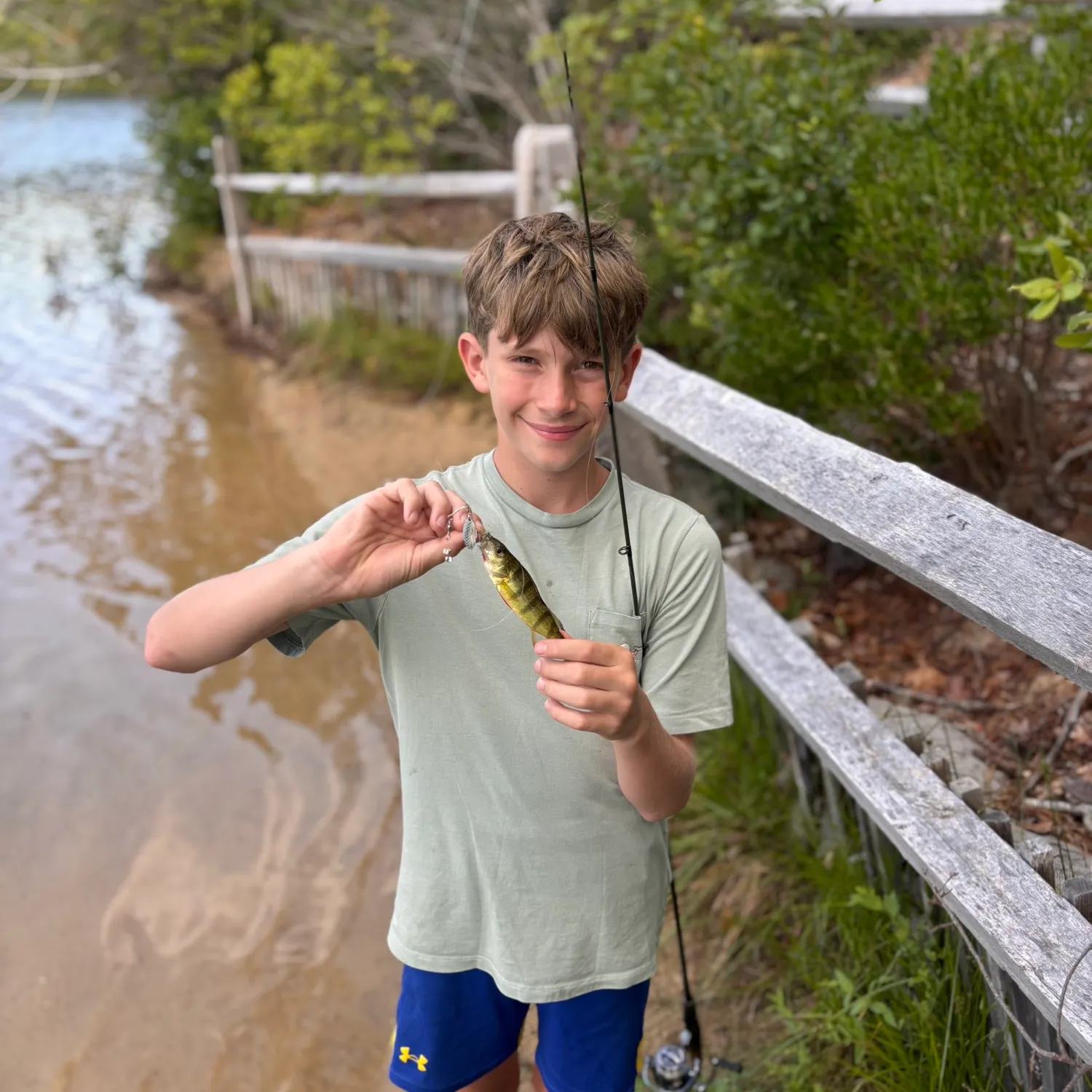 Yellow perch caught on Fishbrain