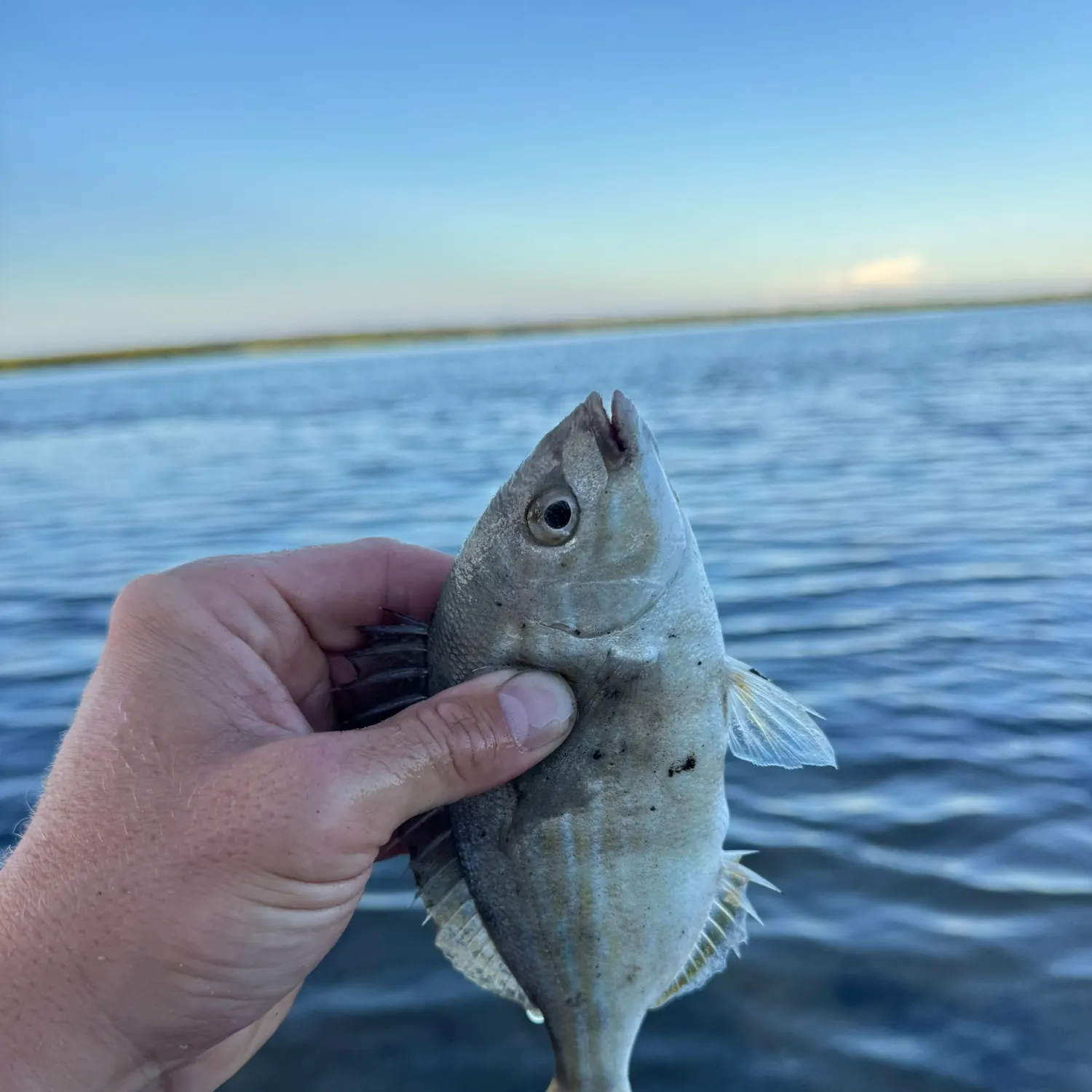 The most recent Pinfish catches on Fishbrain