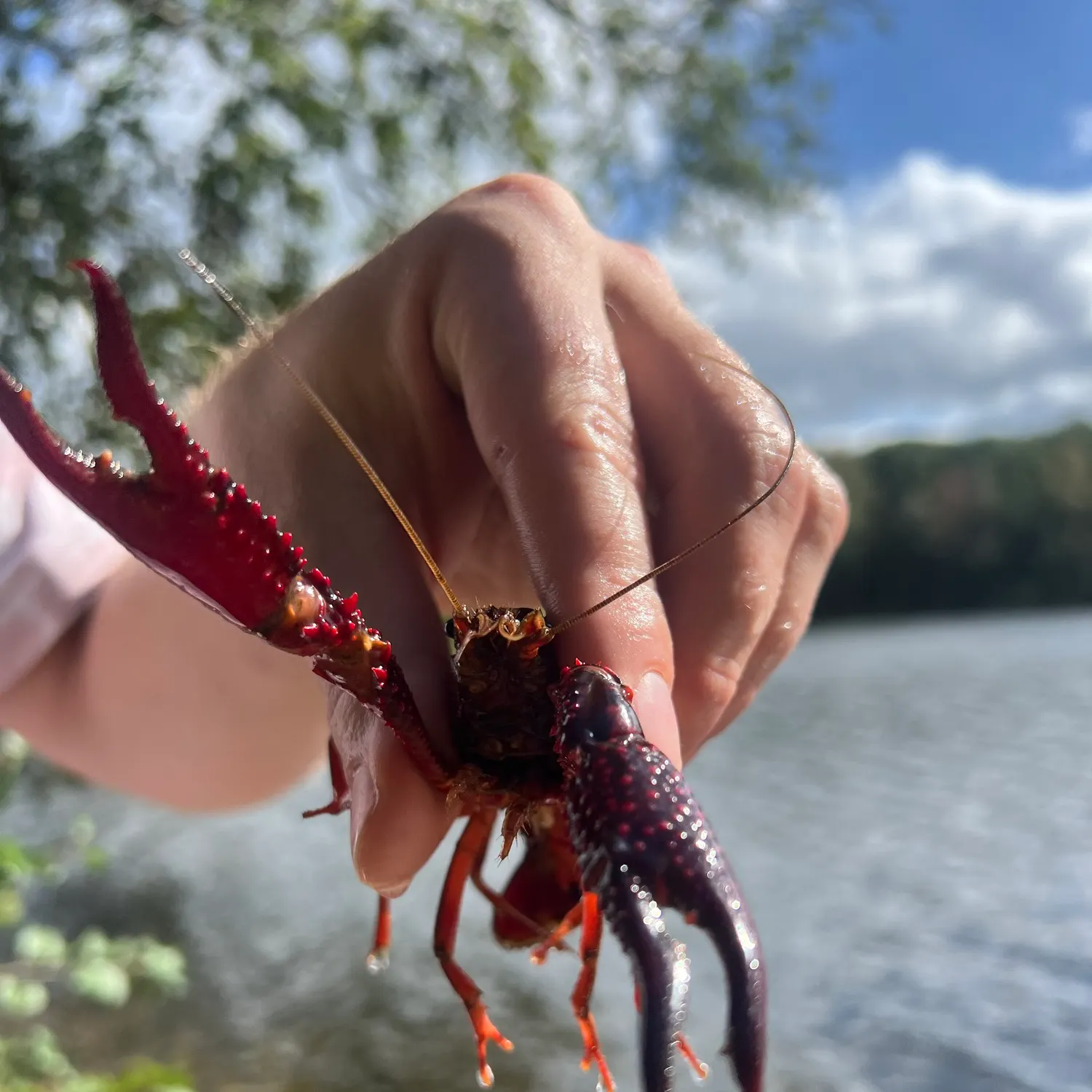 Red swamp crayfish caught on Fishbrain