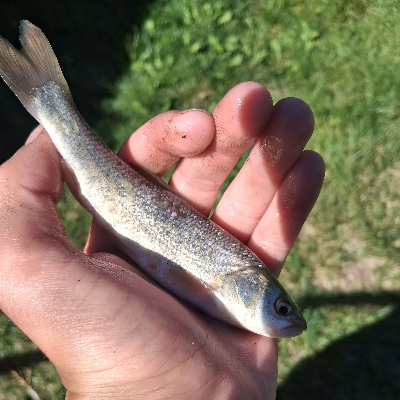 The most recent Utah chub catches on Fishbrain