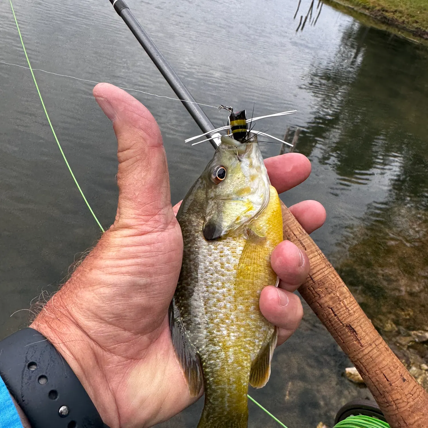 Greengill hybrid caught on Fishbrain