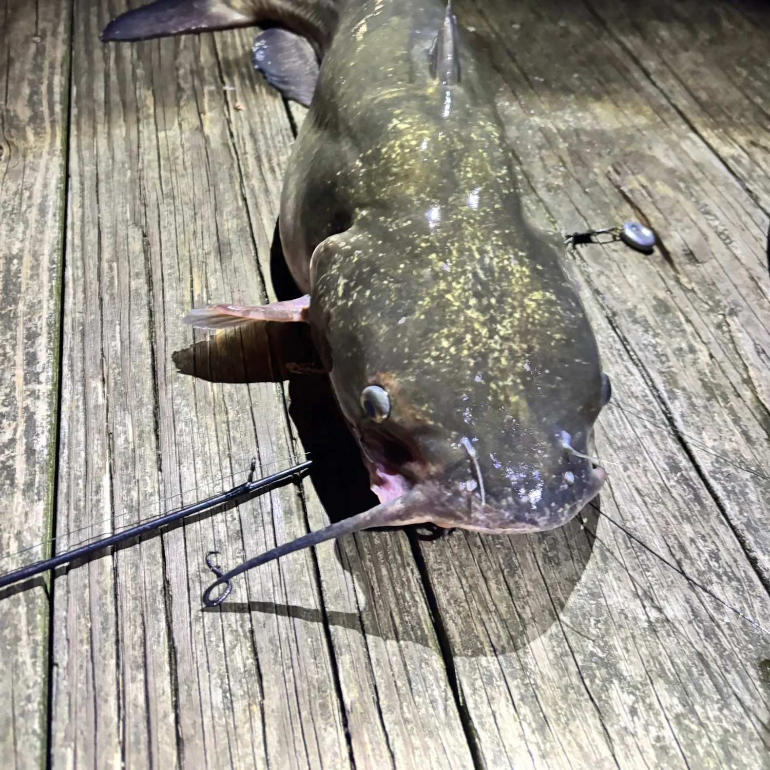 Channel catfish caught on Fishbrain