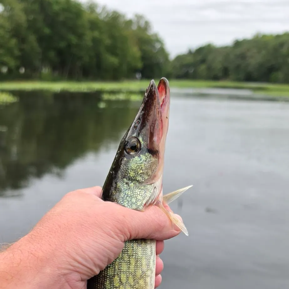 Chain pickerel caught on Fishbrain