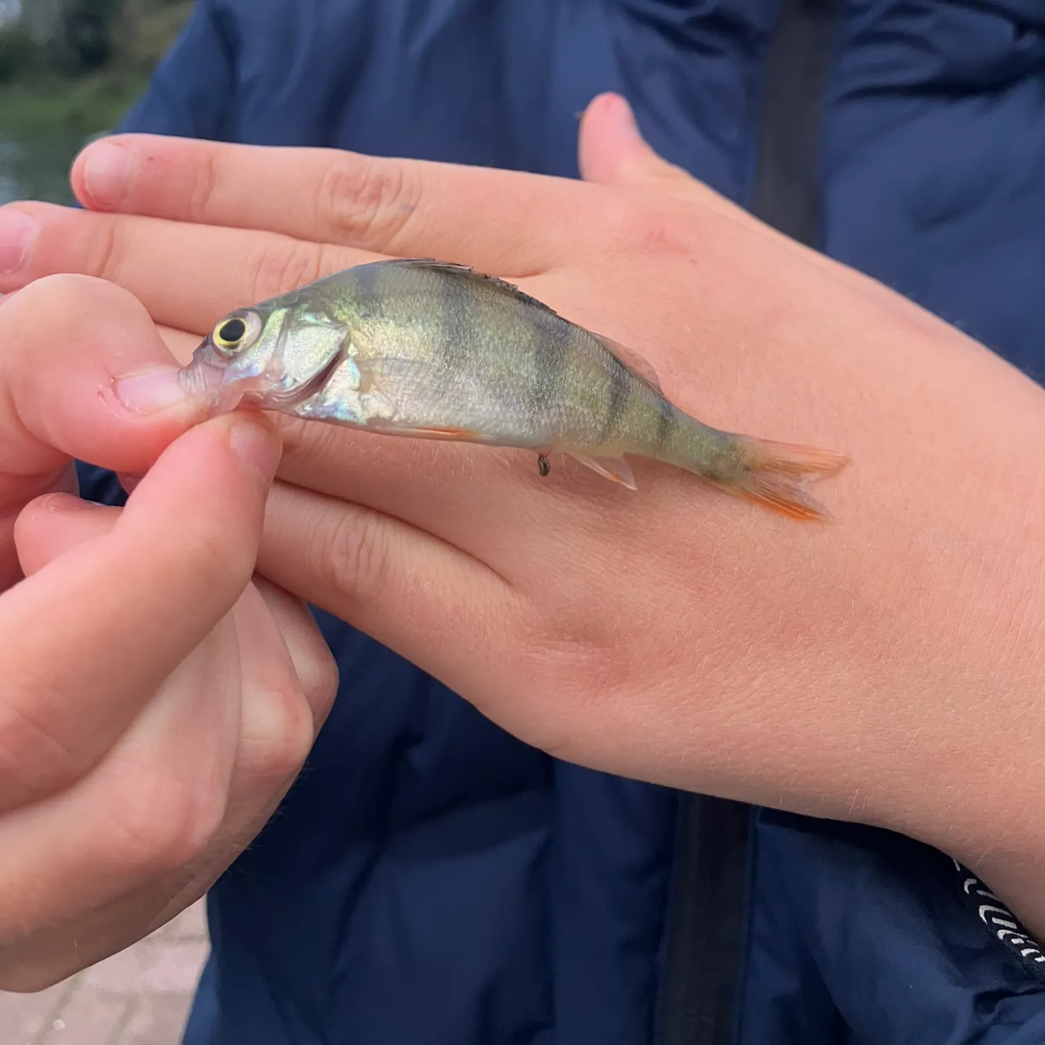 European perch caught on Fishbrain