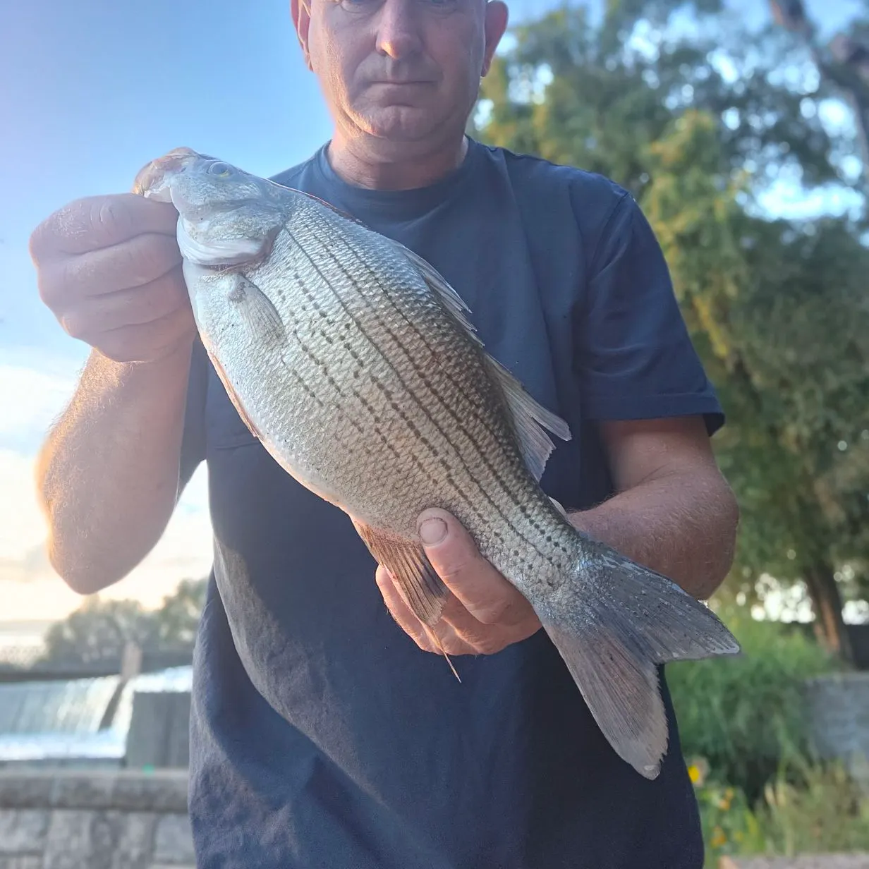 White bass caught on Fishbrain