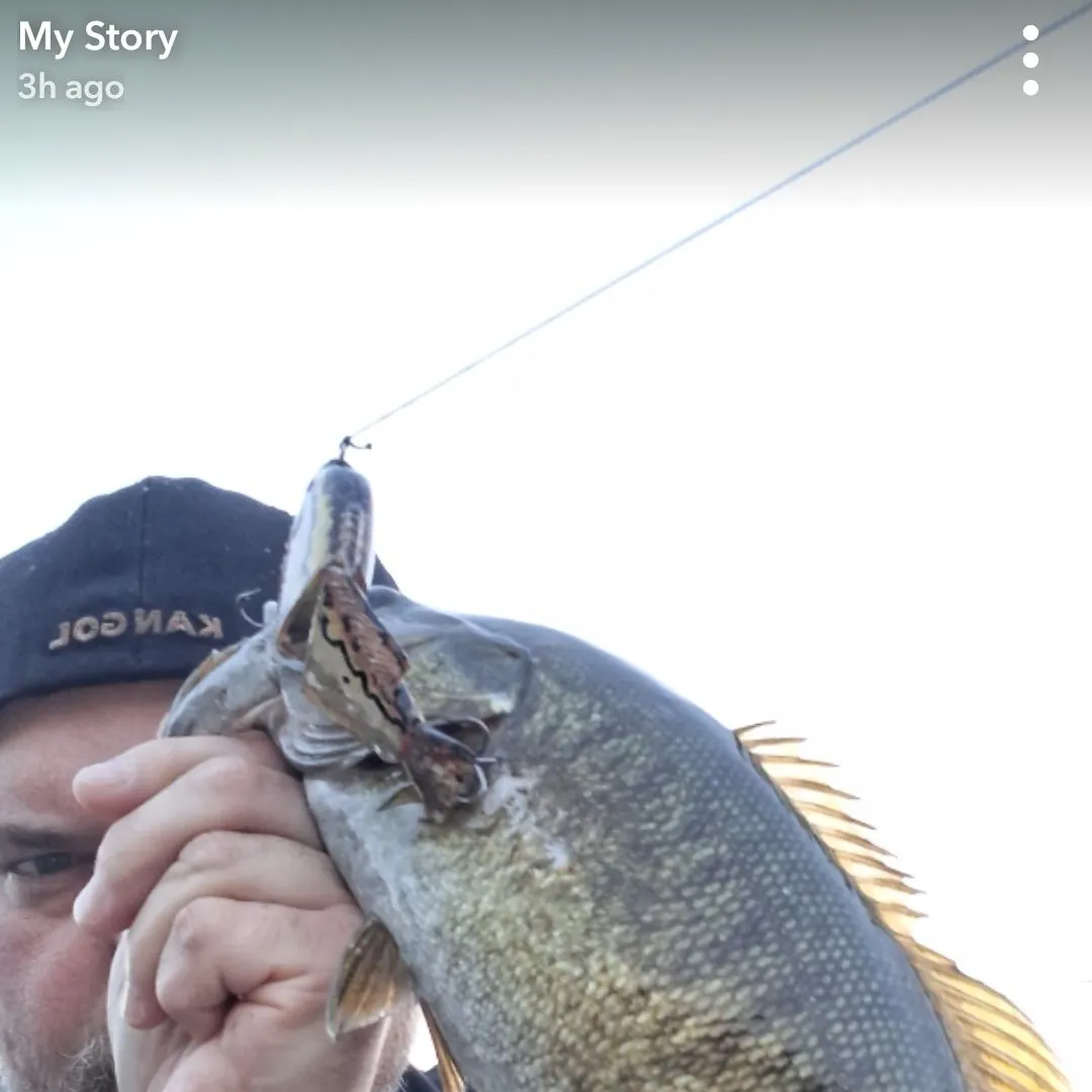 Smallmouth bass caught on Fishbrain
