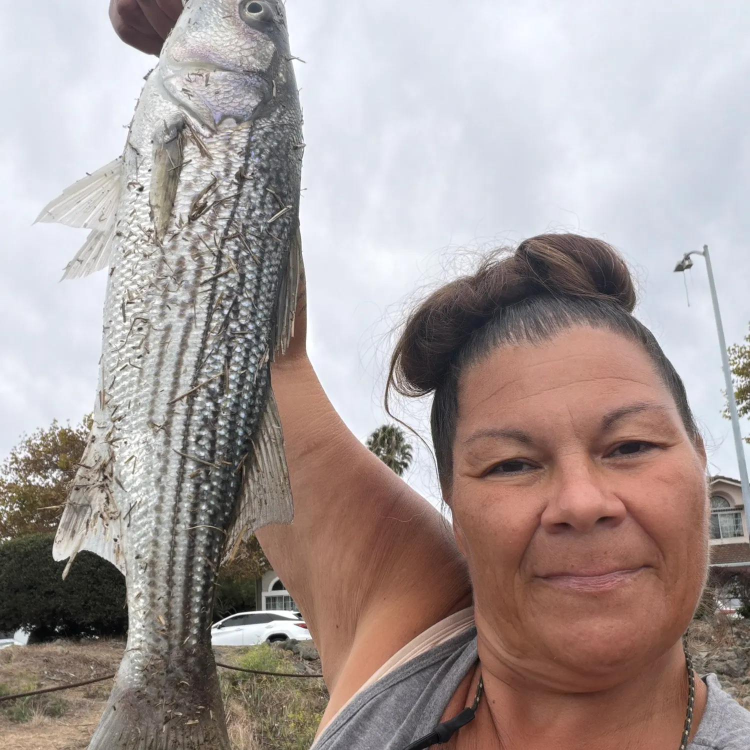 Striped bass caught on Fishbrain