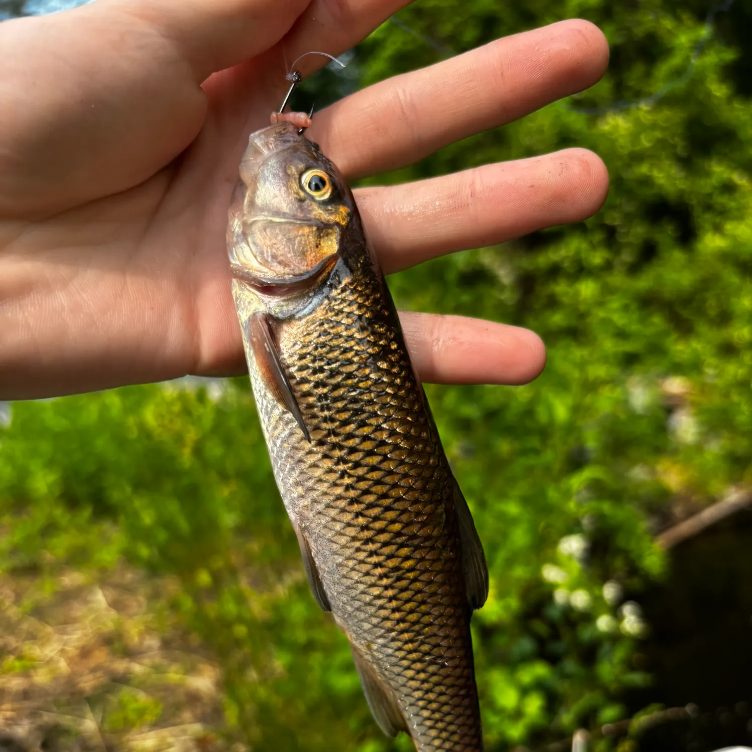 most liked catch image