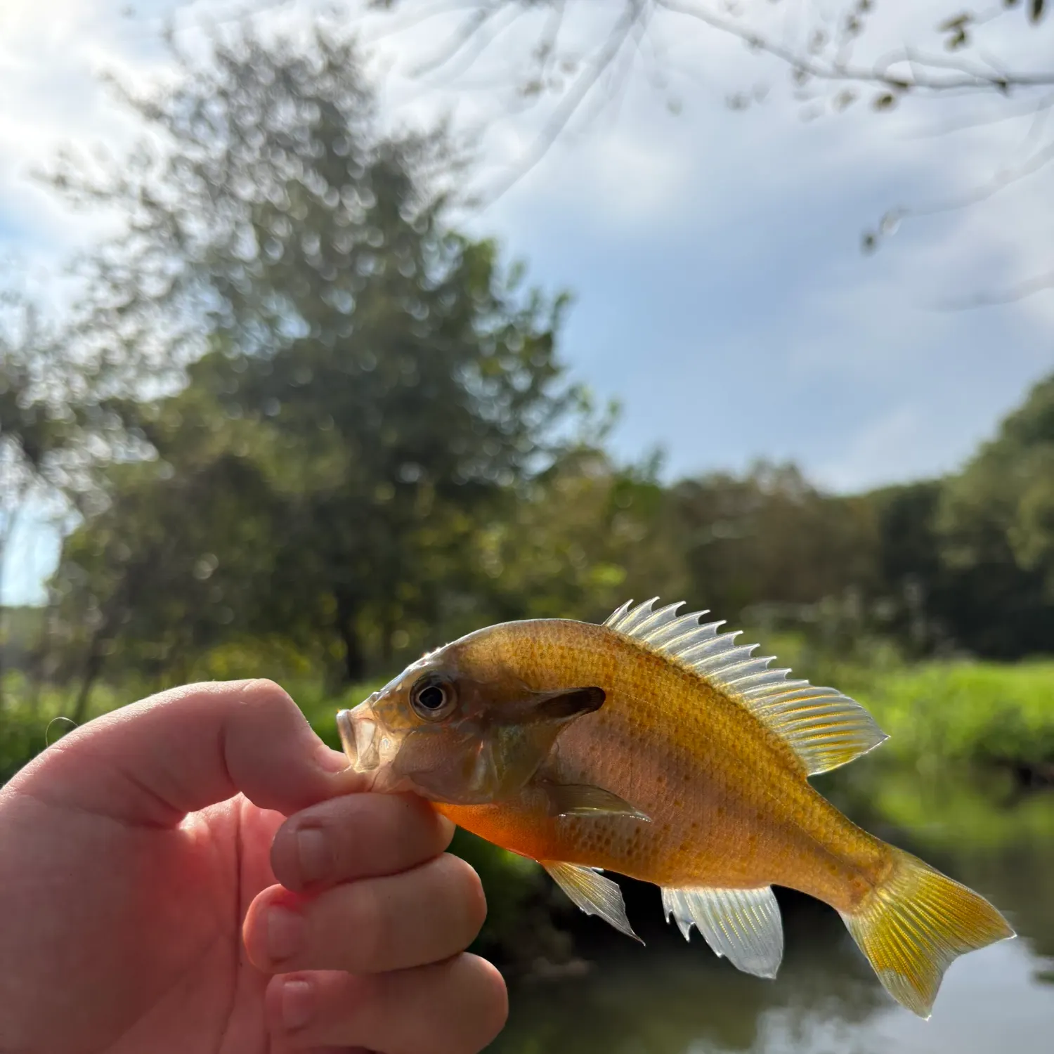 Redbreast sunfish caught on Fishbrain