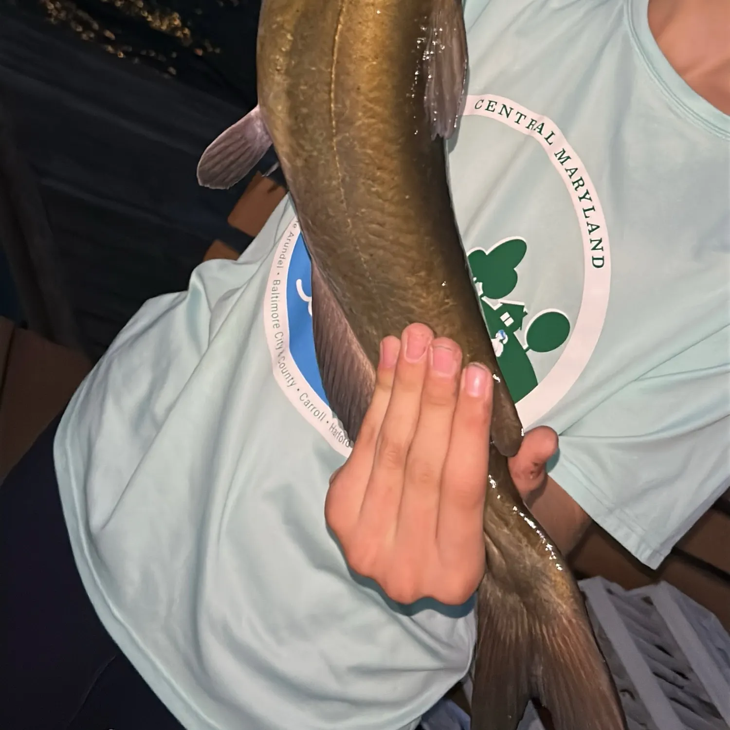 Channel catfish caught on Fishbrain