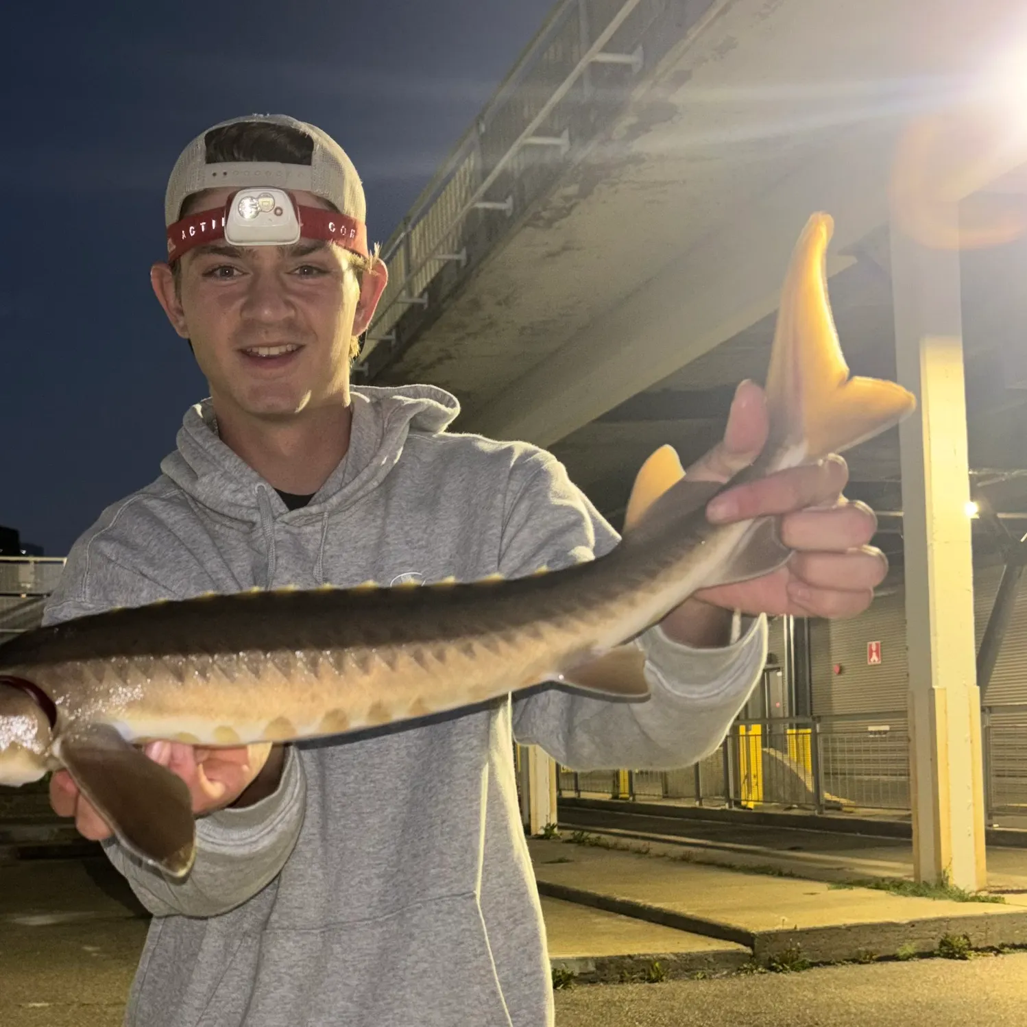 Lake sturgeon caught on Fishbrain