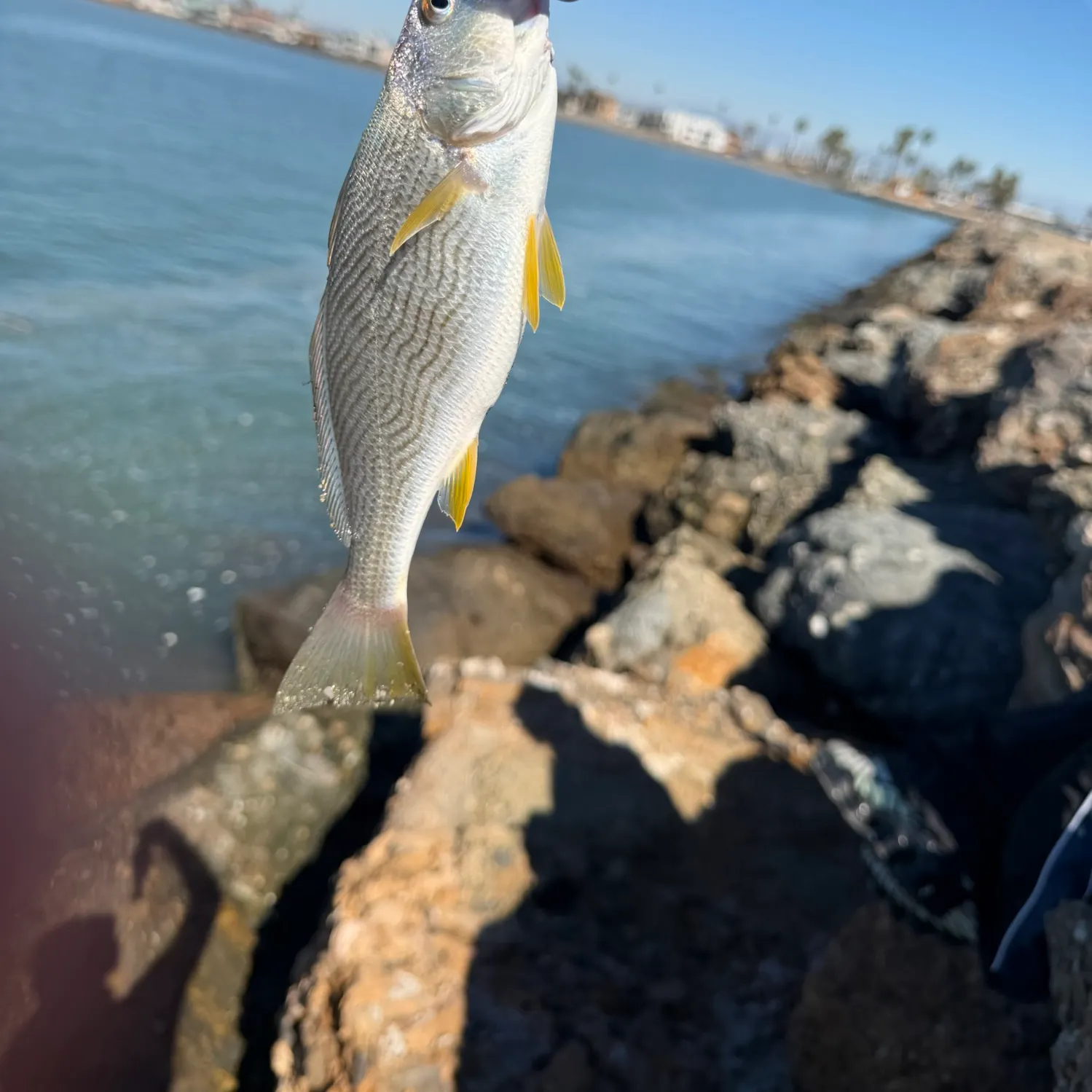 Yellowfin croaker caught on Fishbrain