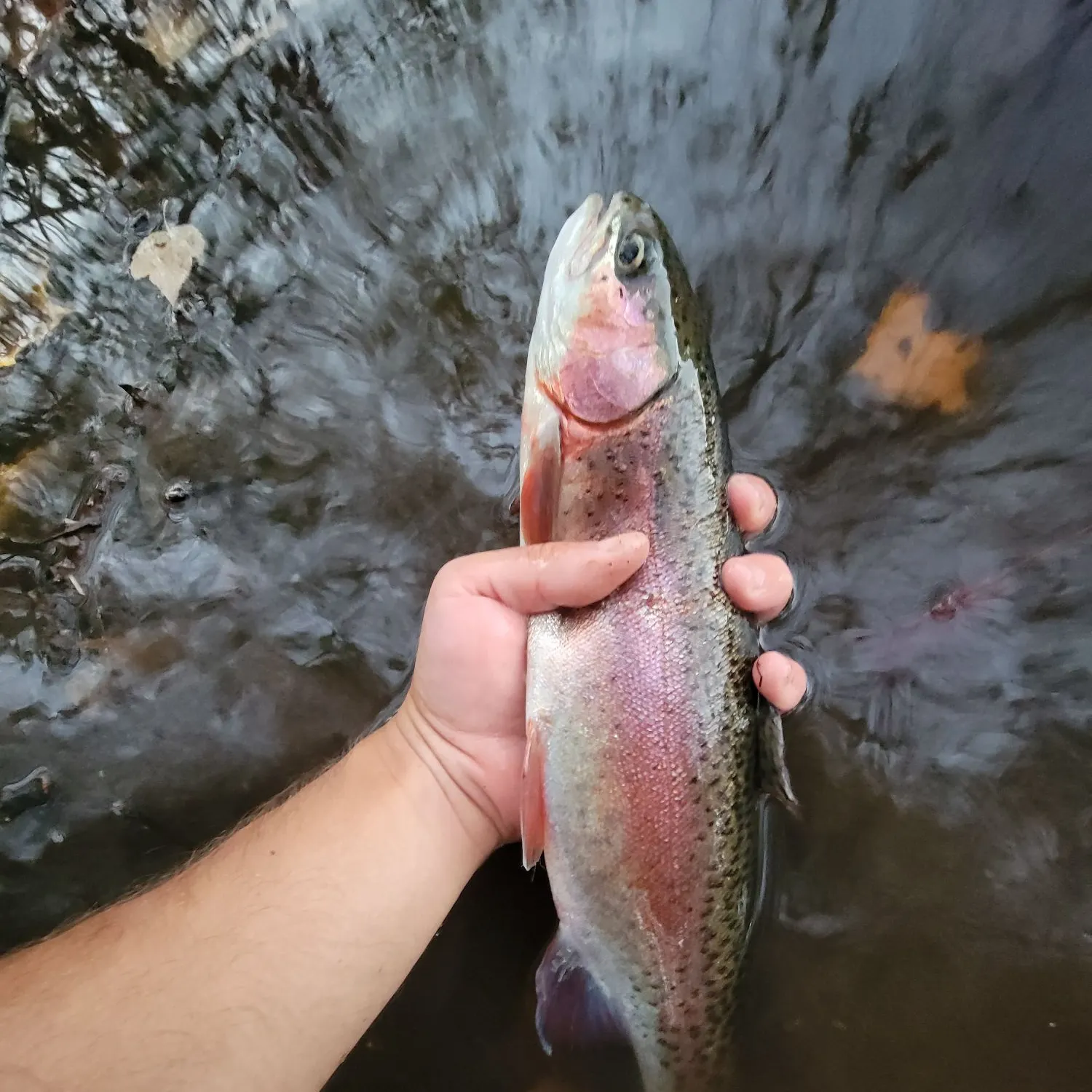 Rainbow trout caught on Fishbrain
