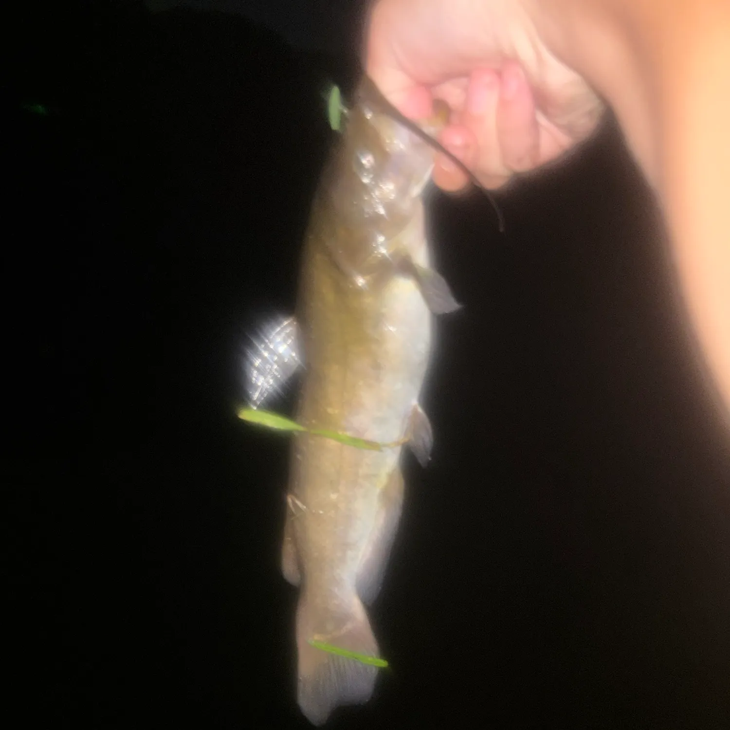 Channel catfish caught on Fishbrain