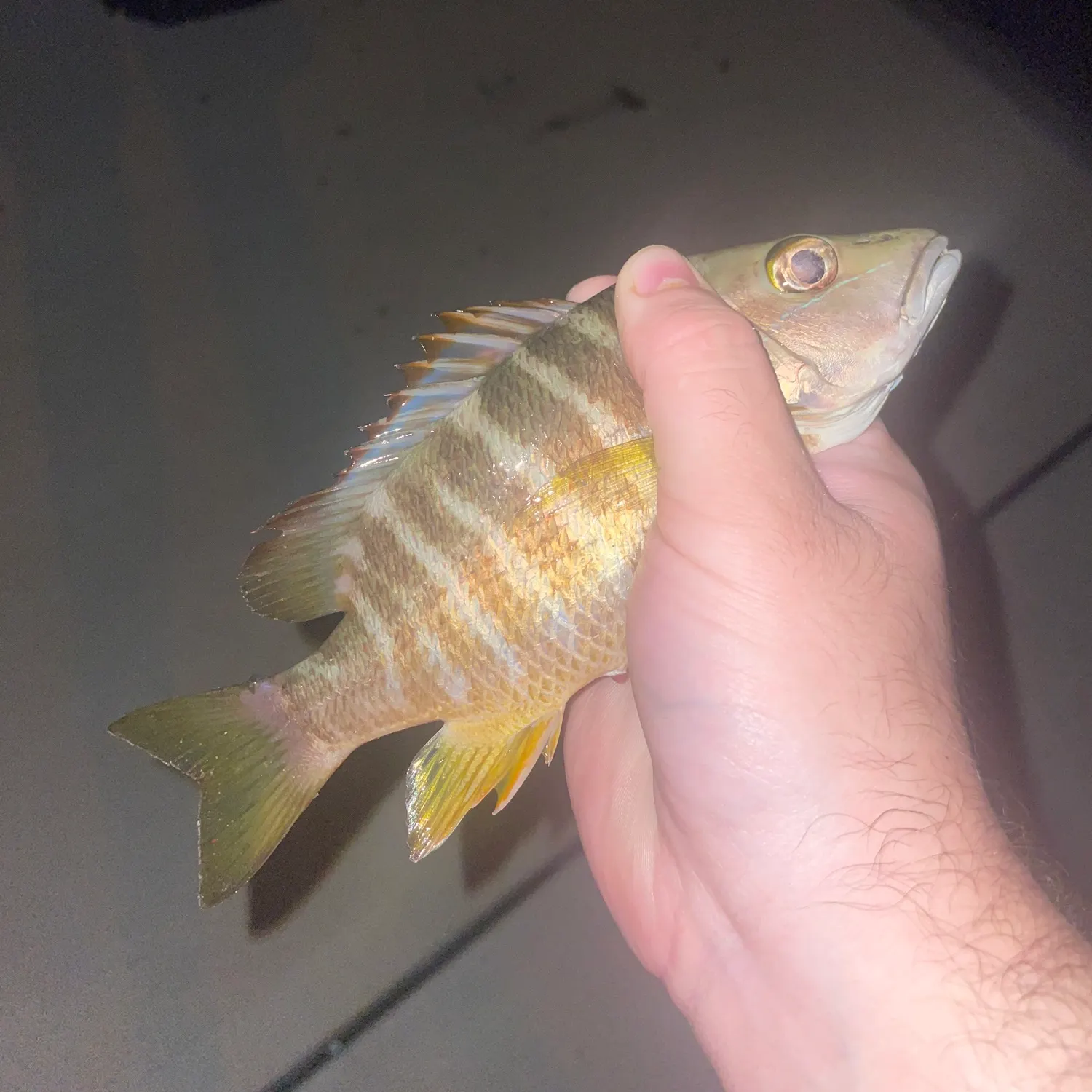 The most recent Schoolmaster snapper catches on Fishbrain