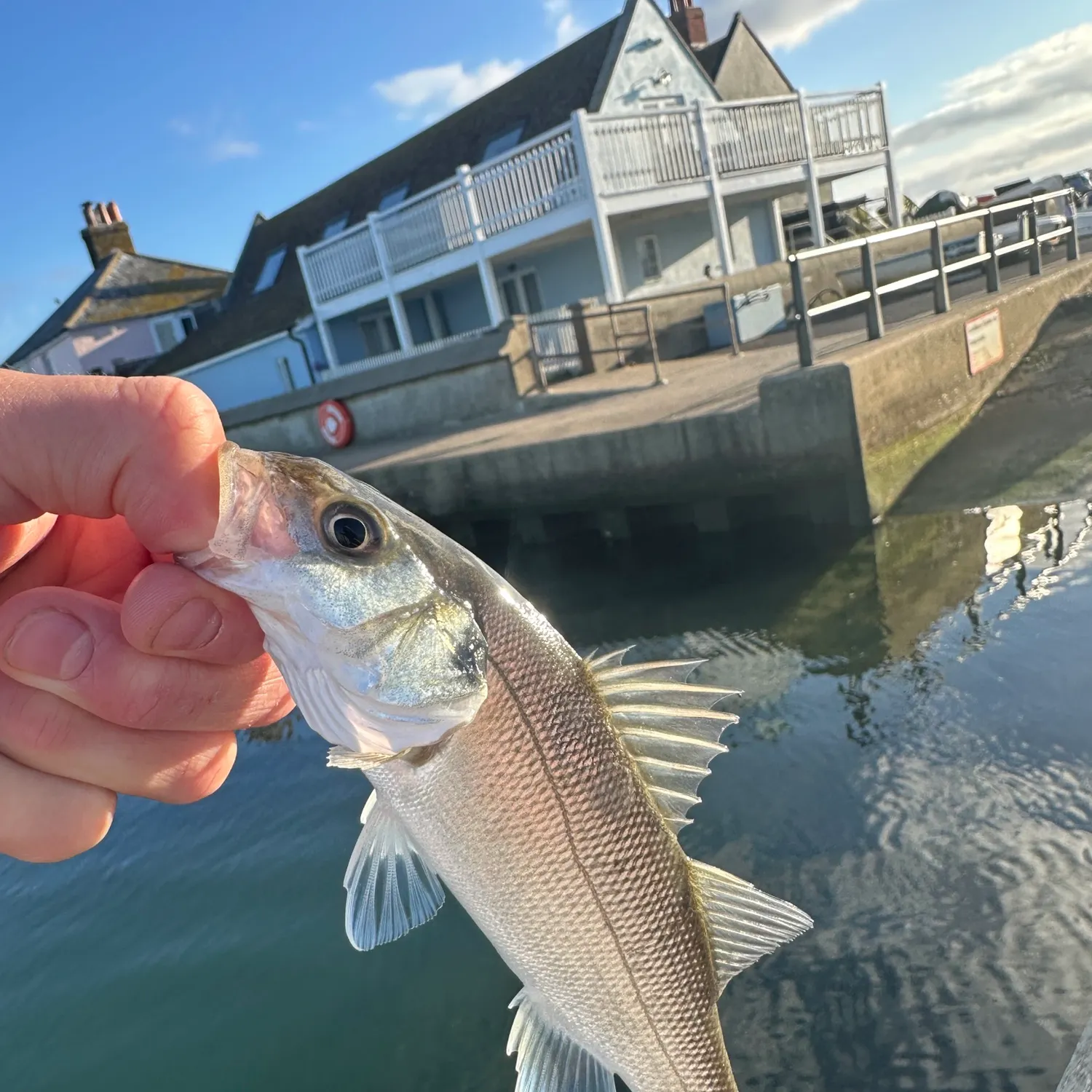 European seabass caught on Fishbrain