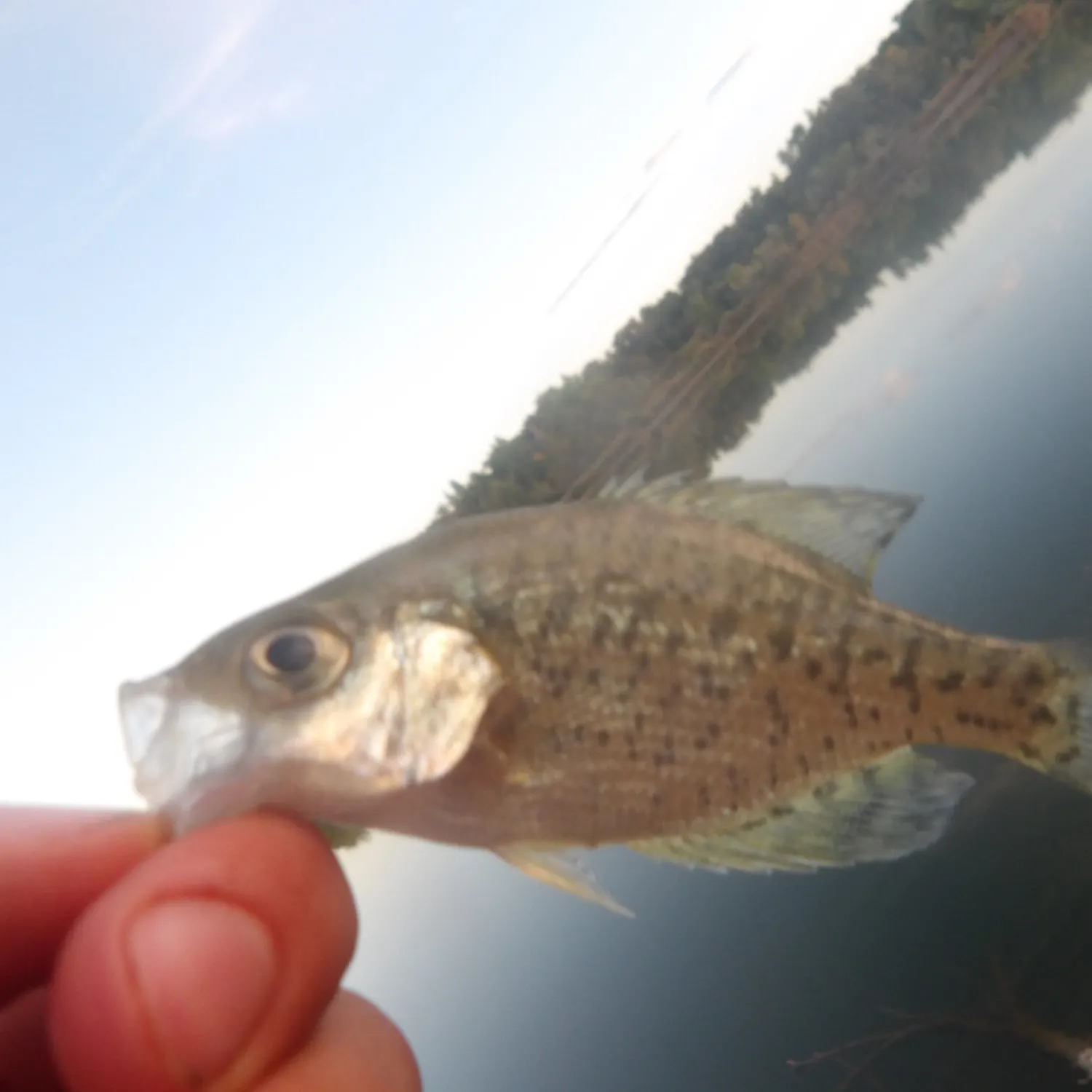 The most recent White crappie catches on Fishbrain
