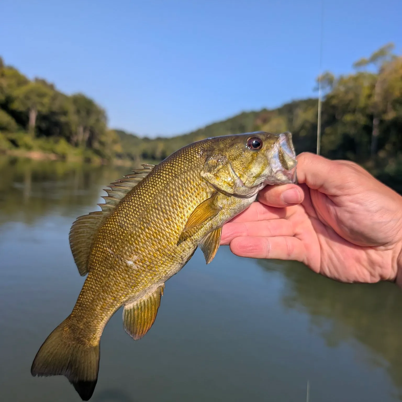 Smallmouth bass caught on Fishbrain