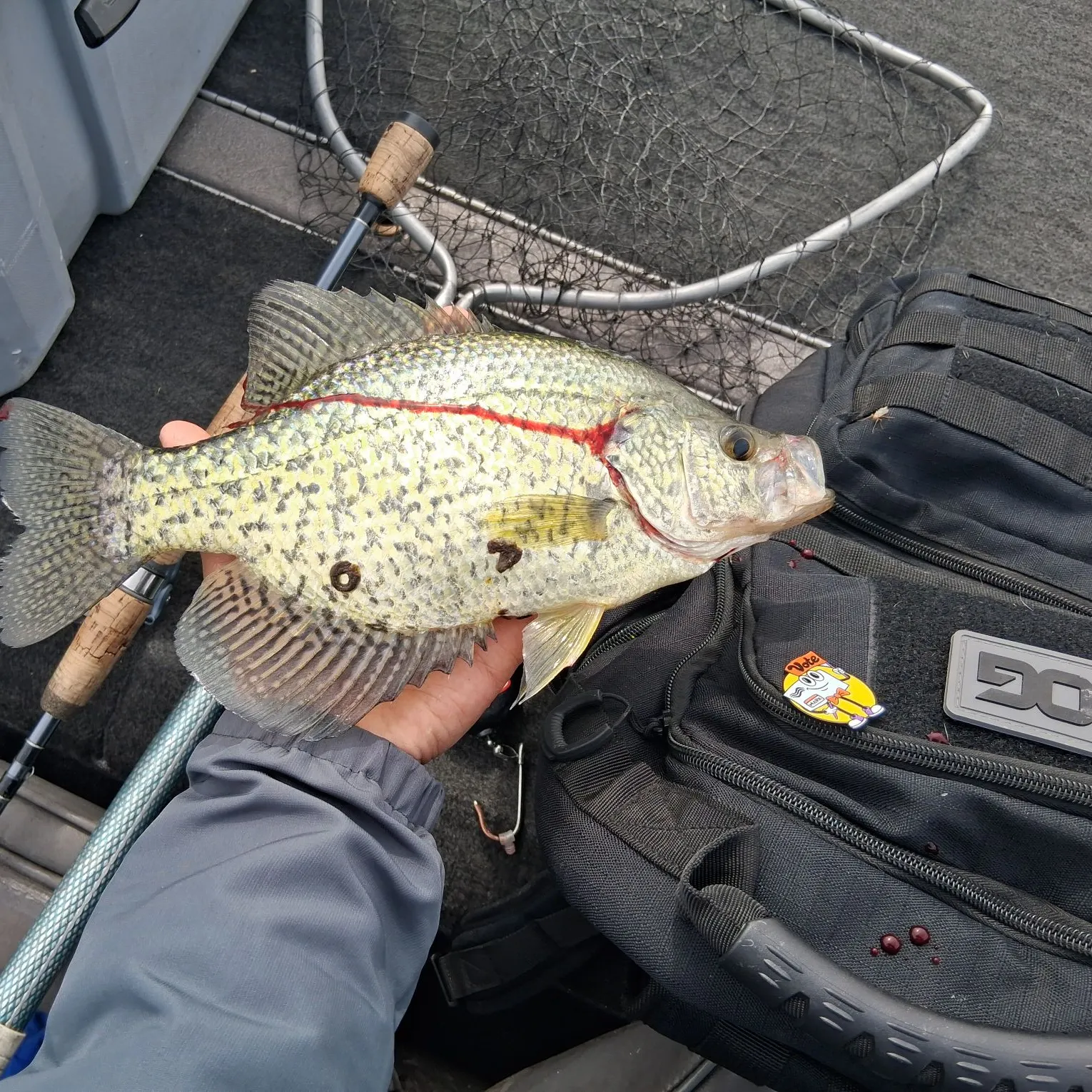White crappie caught on Fishbrain