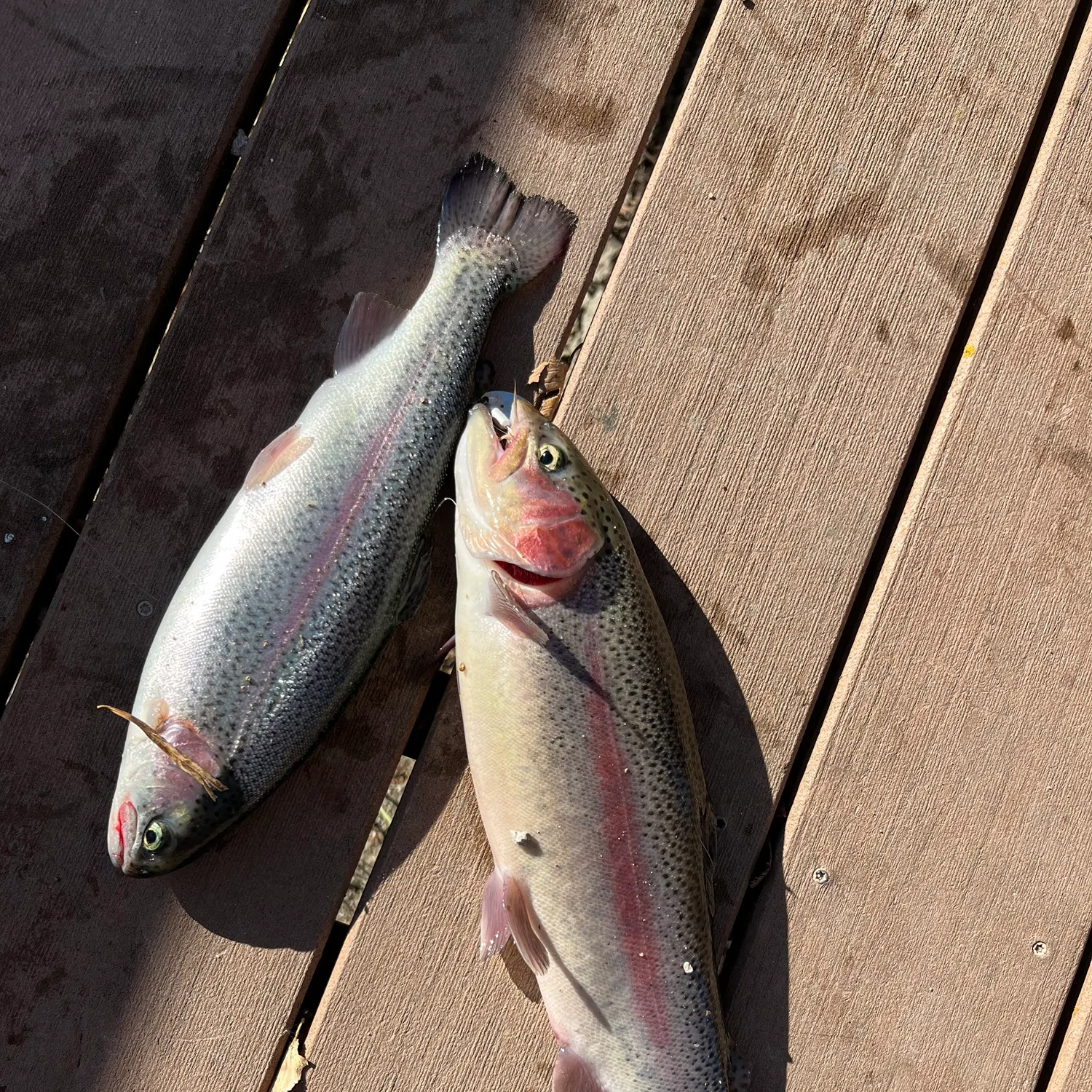 recently logged catches