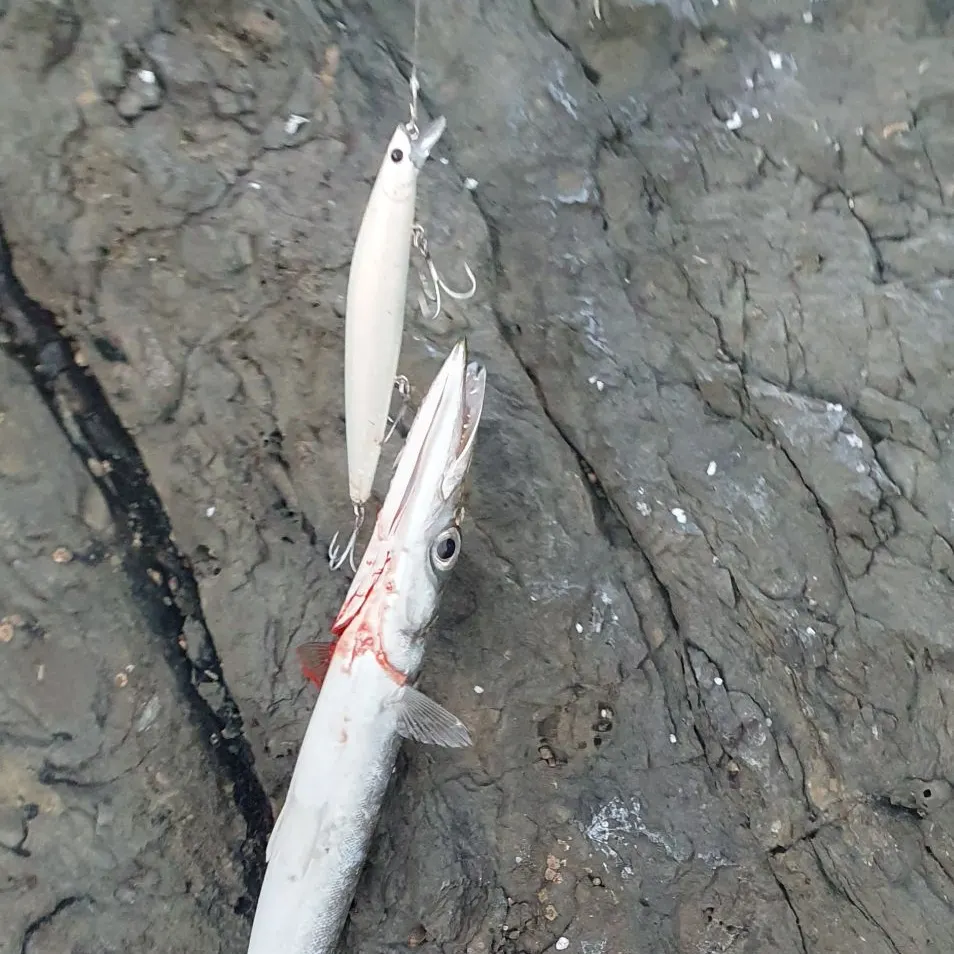 The most recent Mexican barracuda catches on Fishbrain