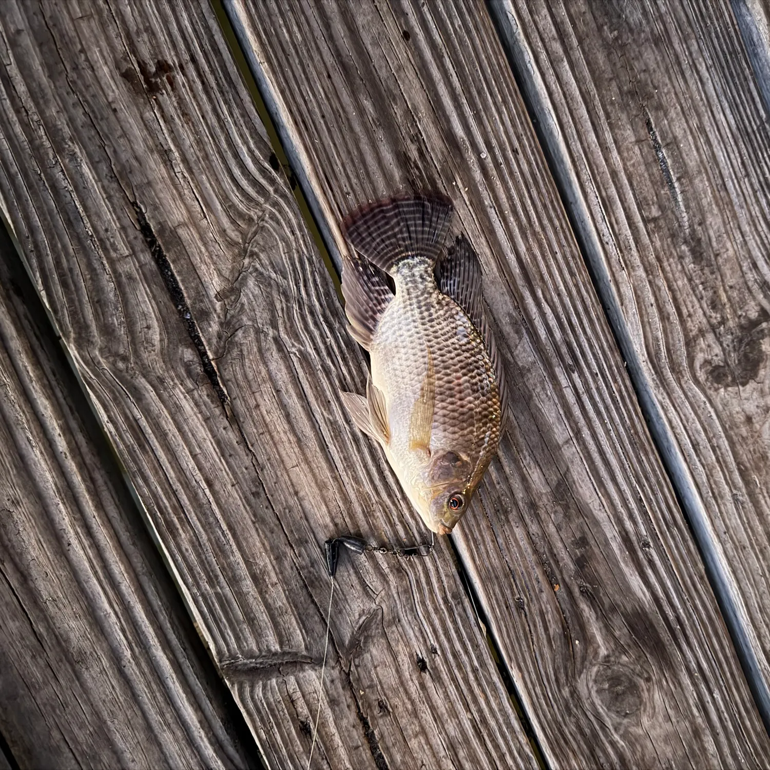 Nile tilapia caught on Fishbrain