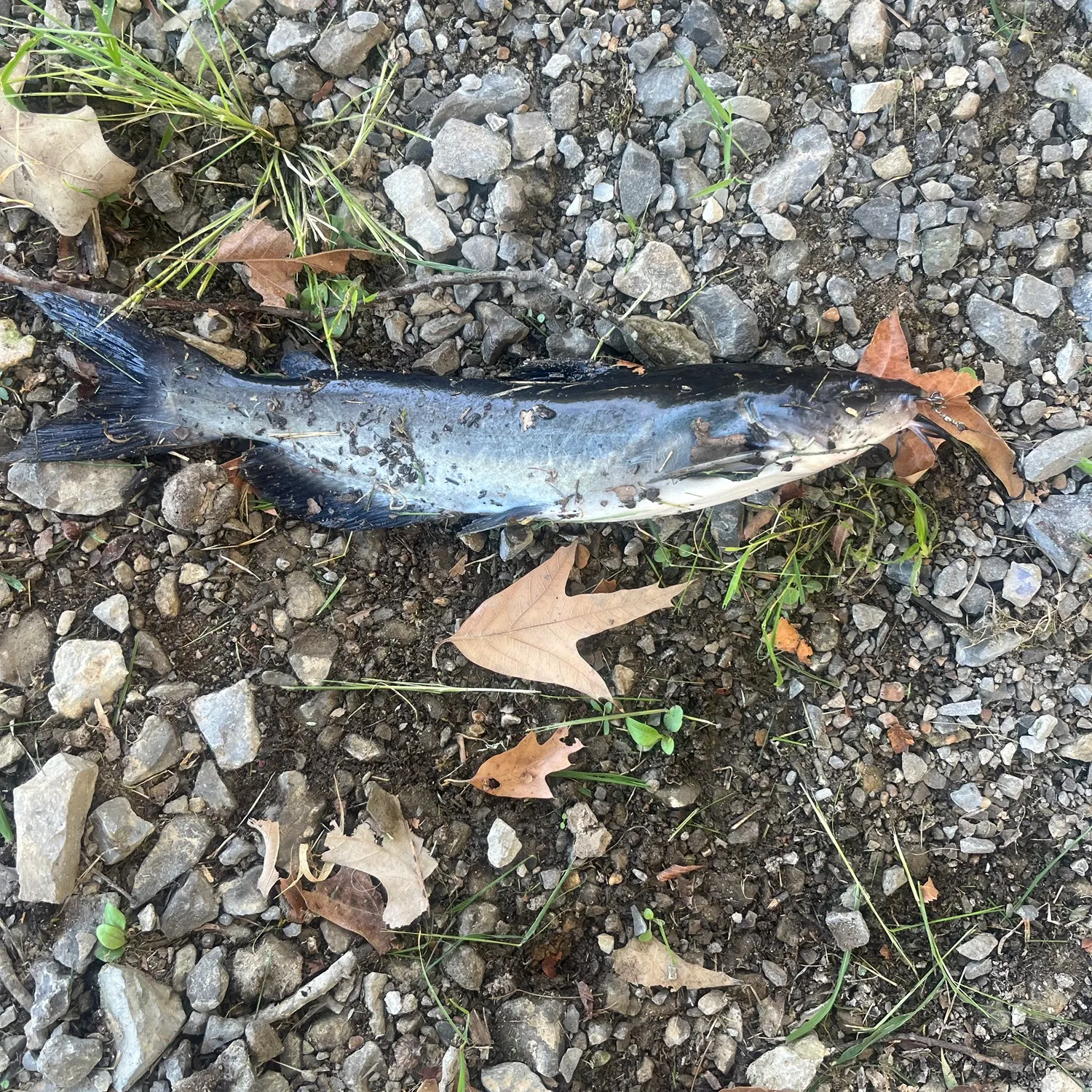 Channel catfish caught on Fishbrain