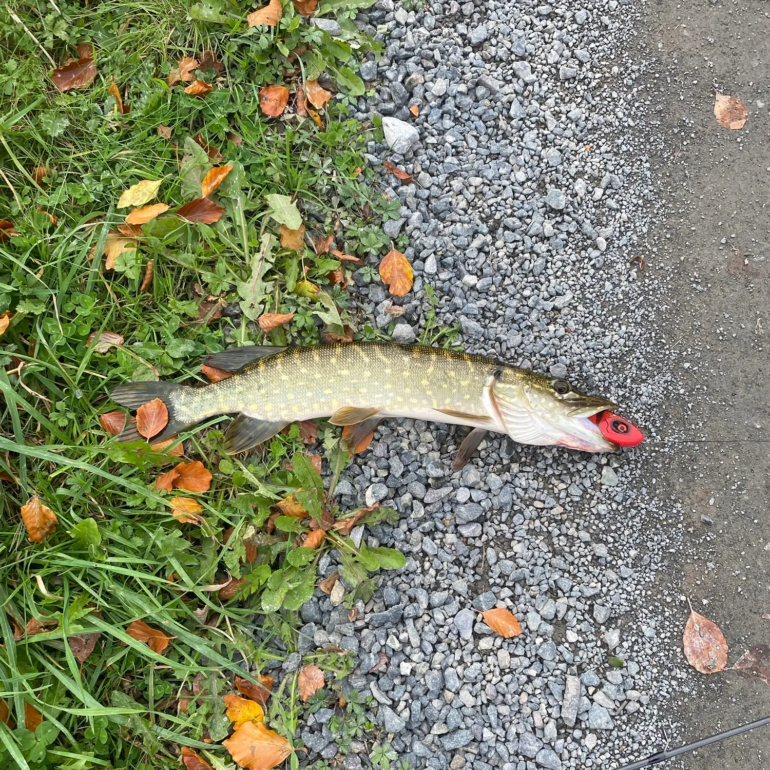 Northern pike caught on Fishbrain