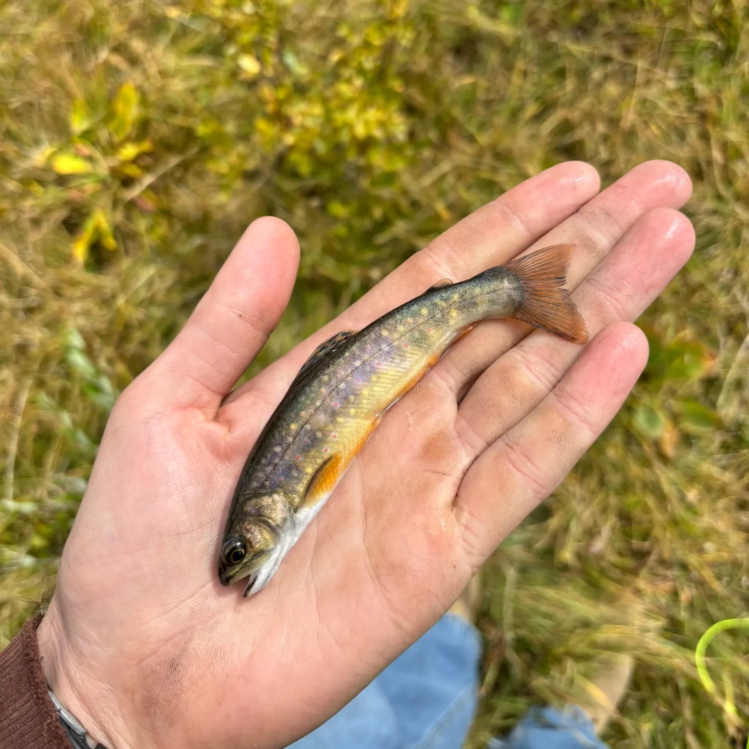 Brook trout caught on Fishbrain