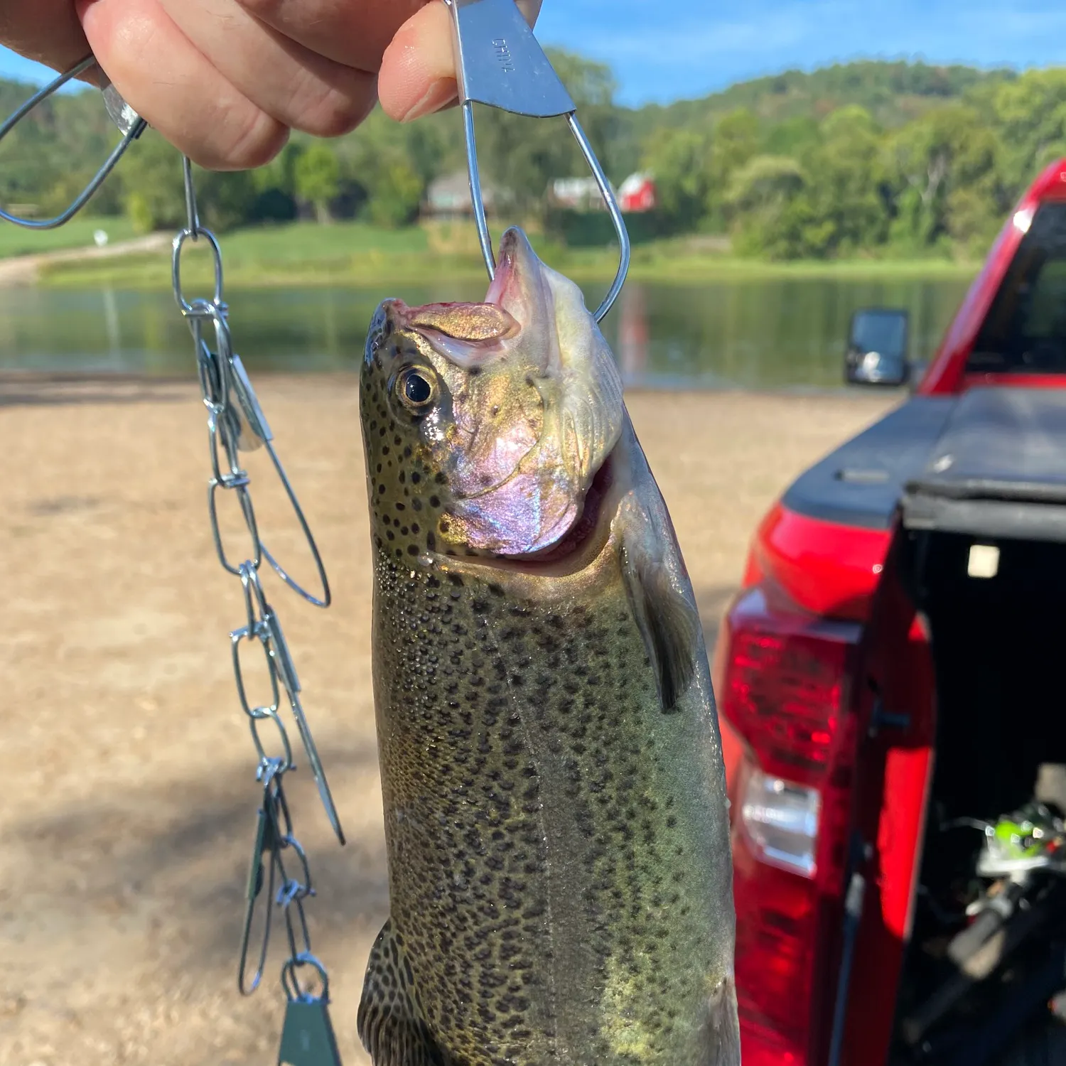 Rainbow trout caught on Fishbrain