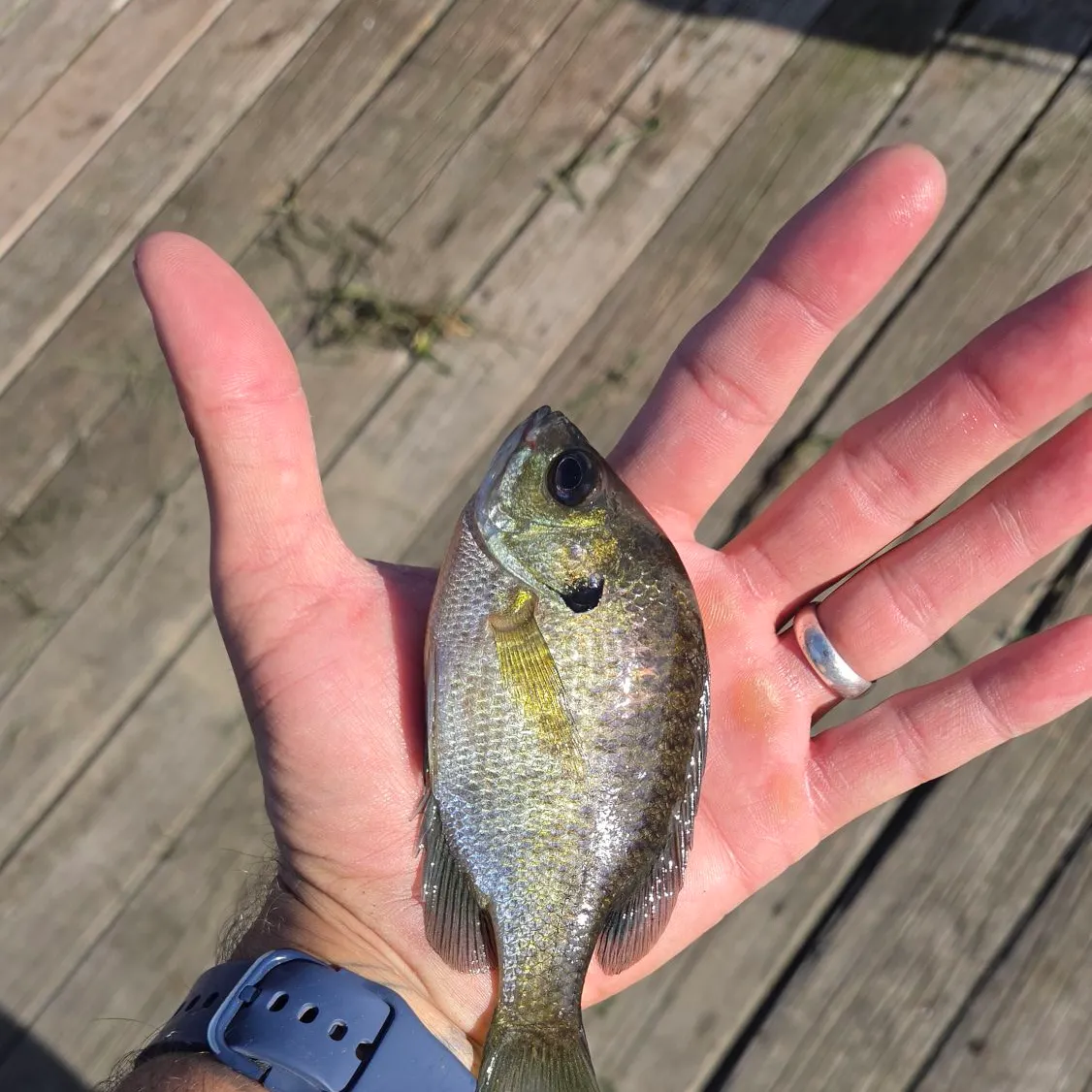 Bluegill caught on Fishbrain