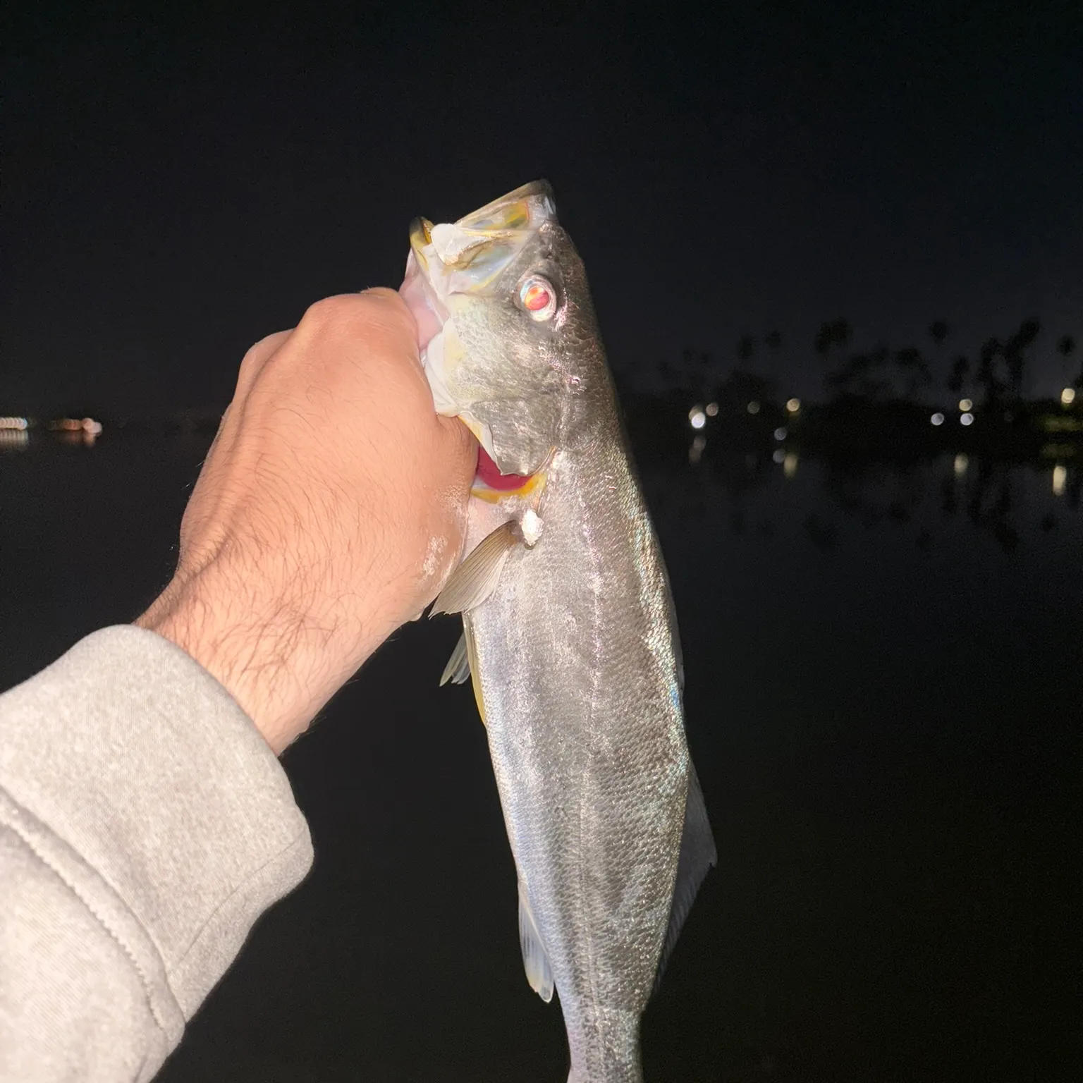 The most recent Orangemouth weakfish catches on Fishbrain