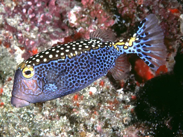 Whitespotted boxfish