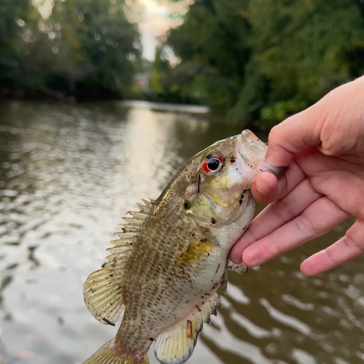 Rock bass caught on Fishbrain