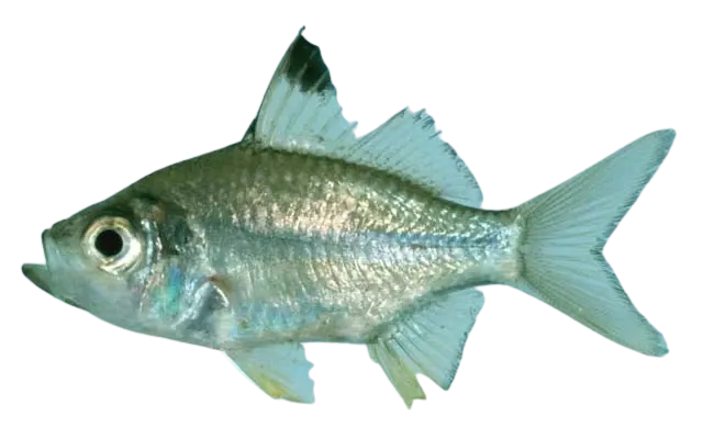 Singapore glassy perchlet