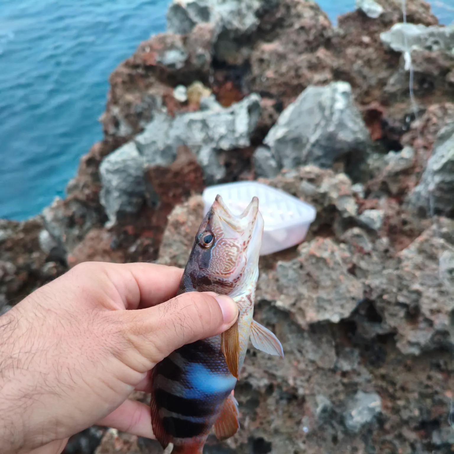 Painted comber caught on Fishbrain