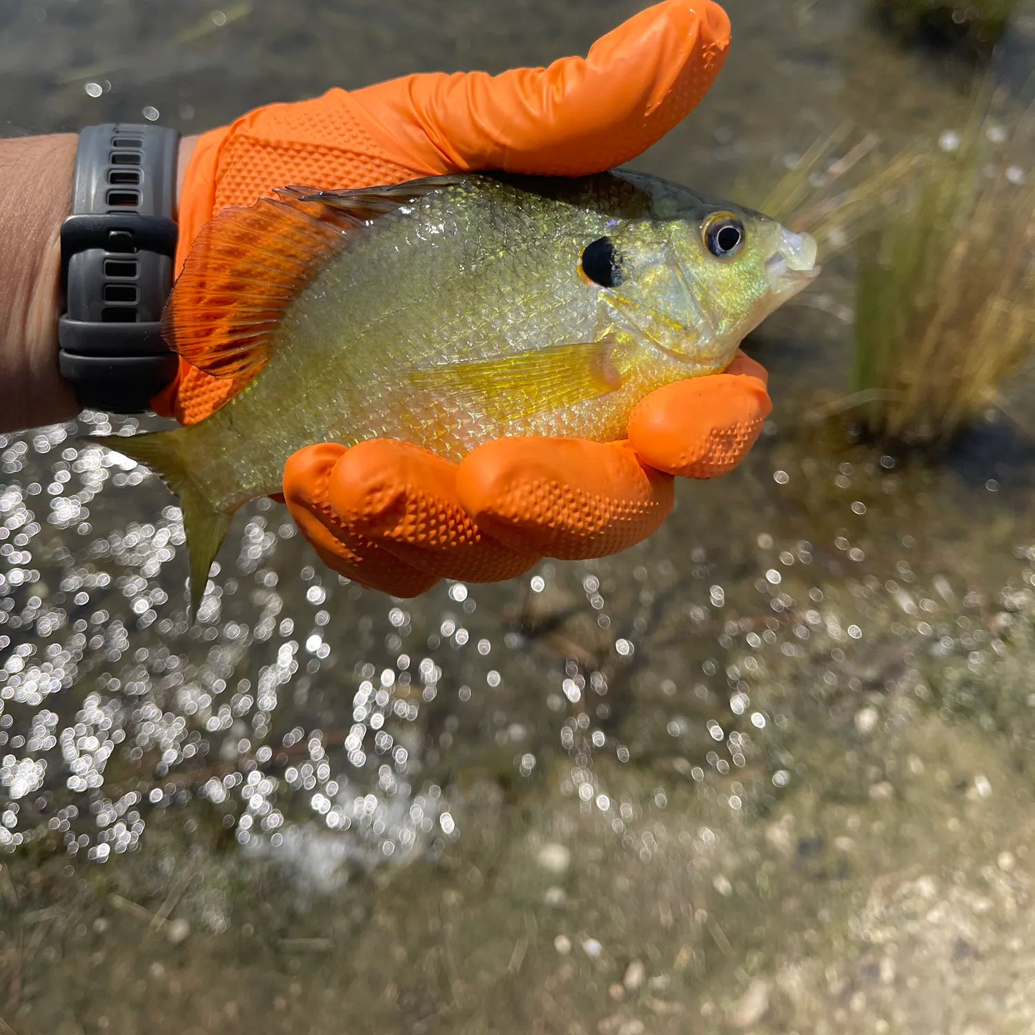 catch