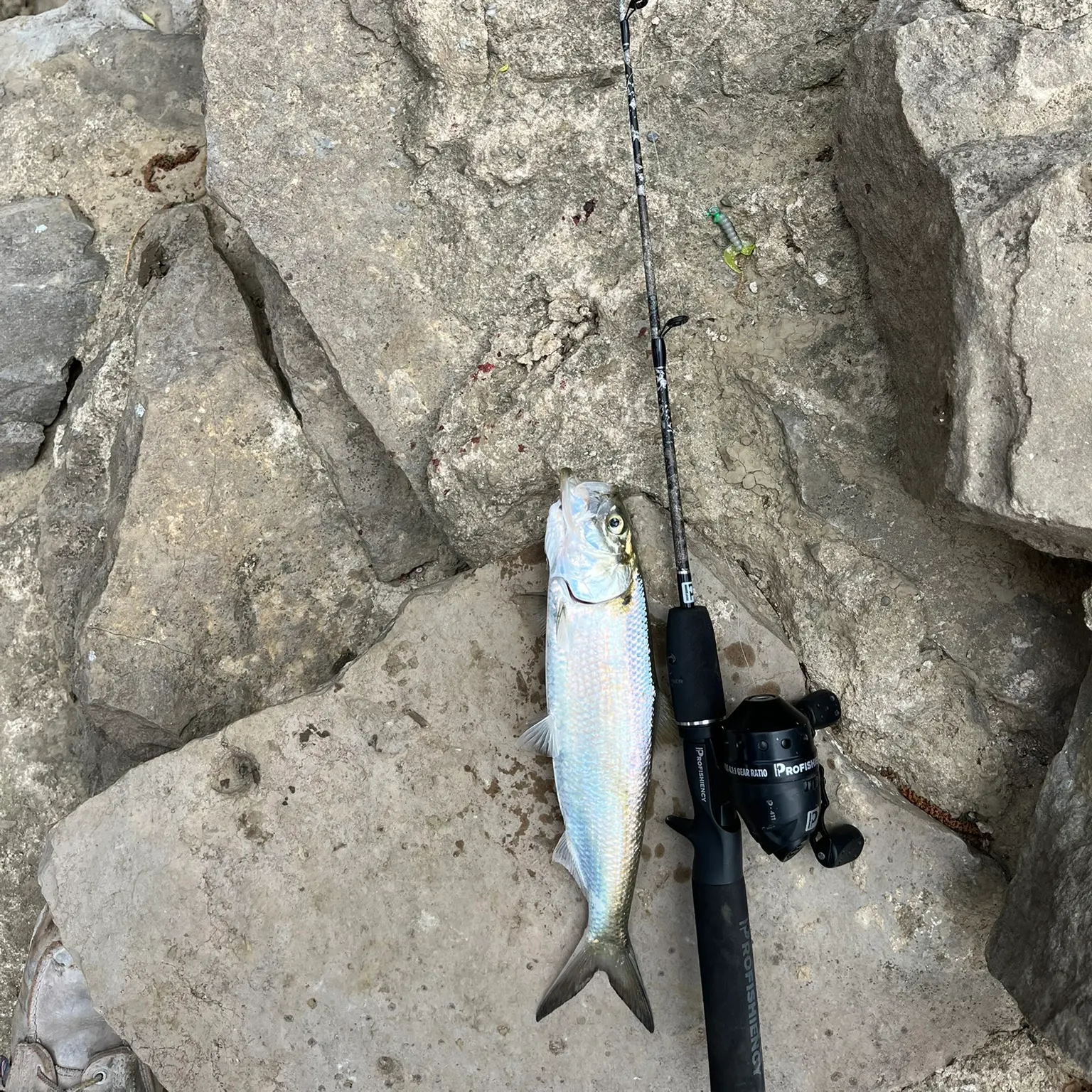 The most recent Skipjack herring catches on Fishbrain