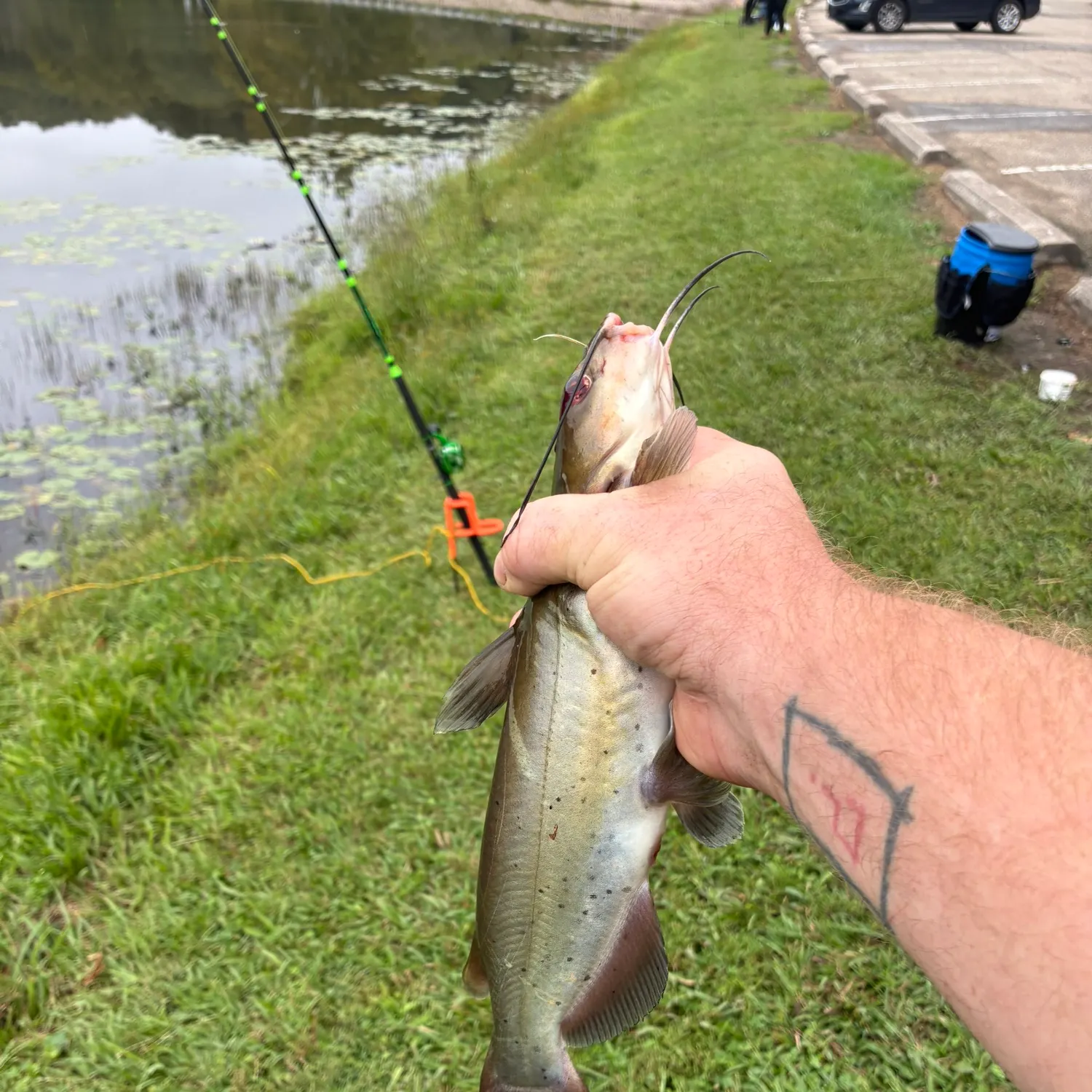 Channel catfish caught on Fishbrain