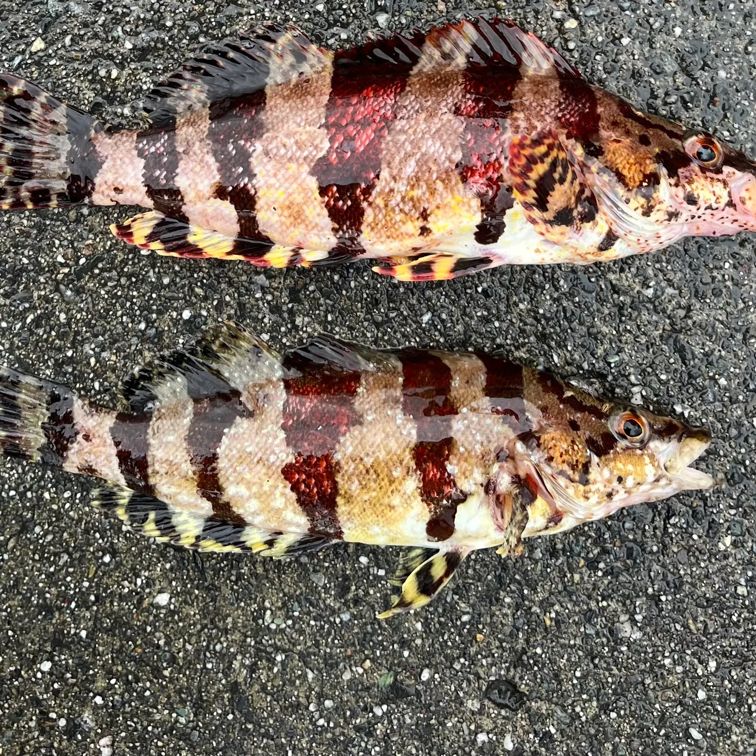 recently logged catches