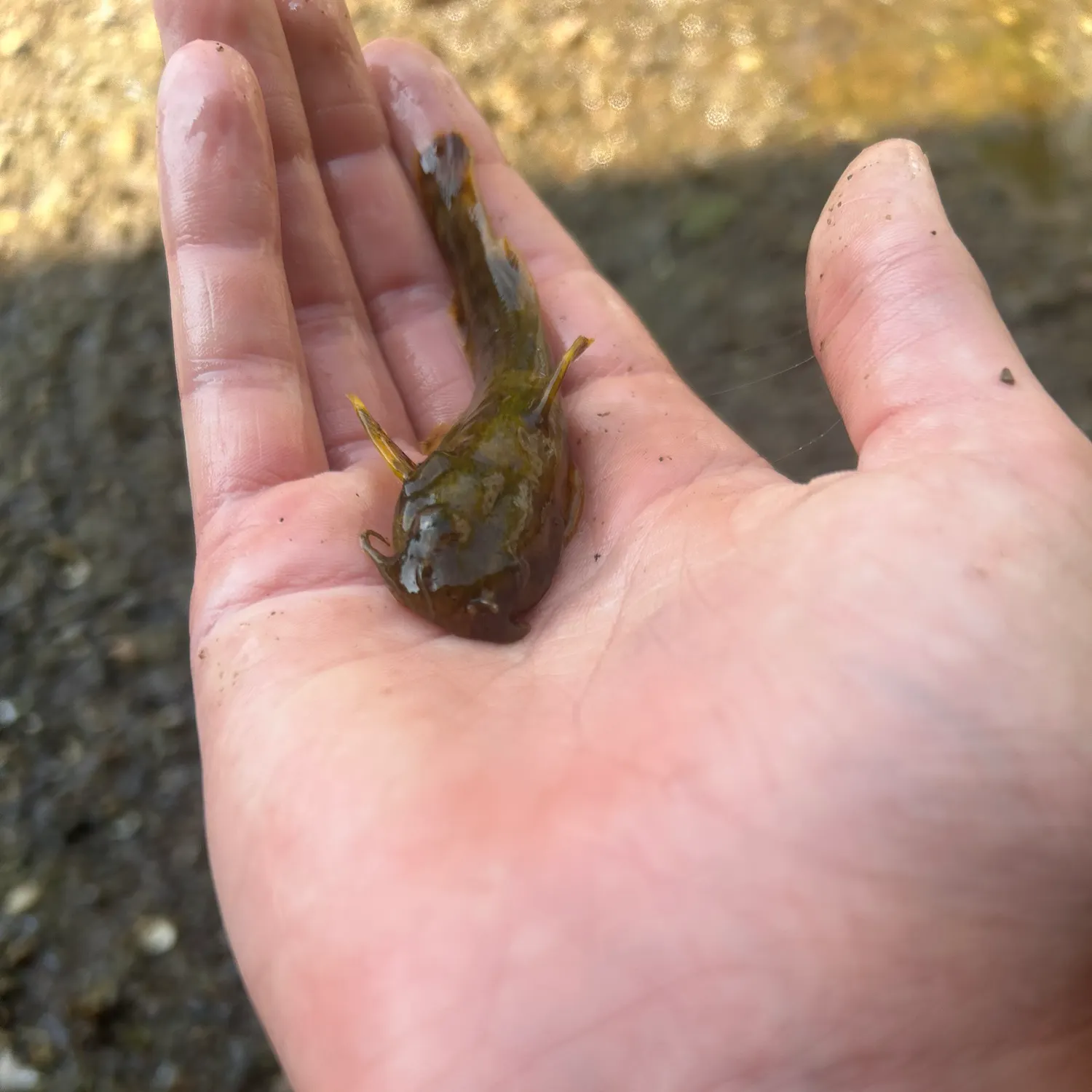 The most recent Northern madtom catches on Fishbrain