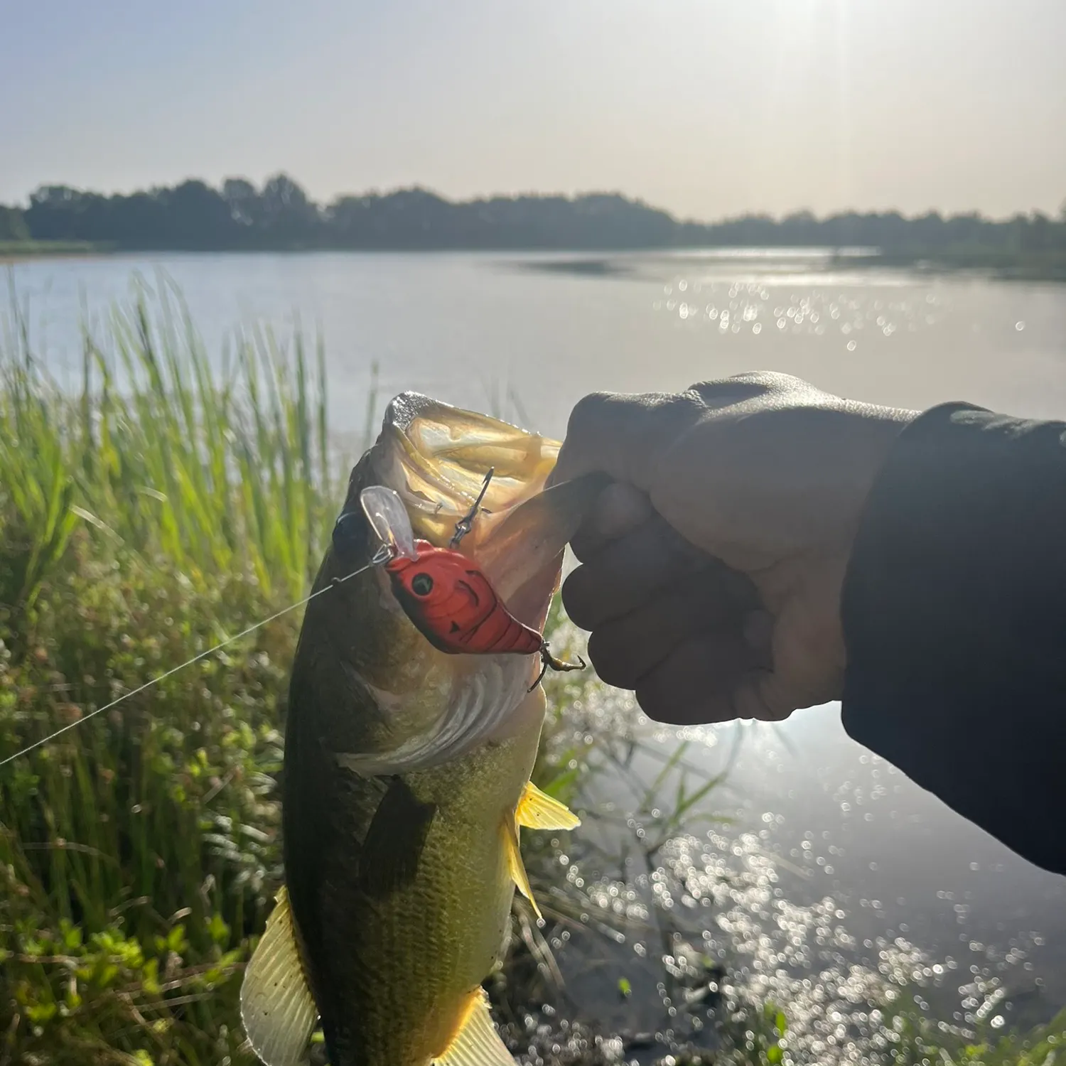 Largemouth bass caught on Fishbrain