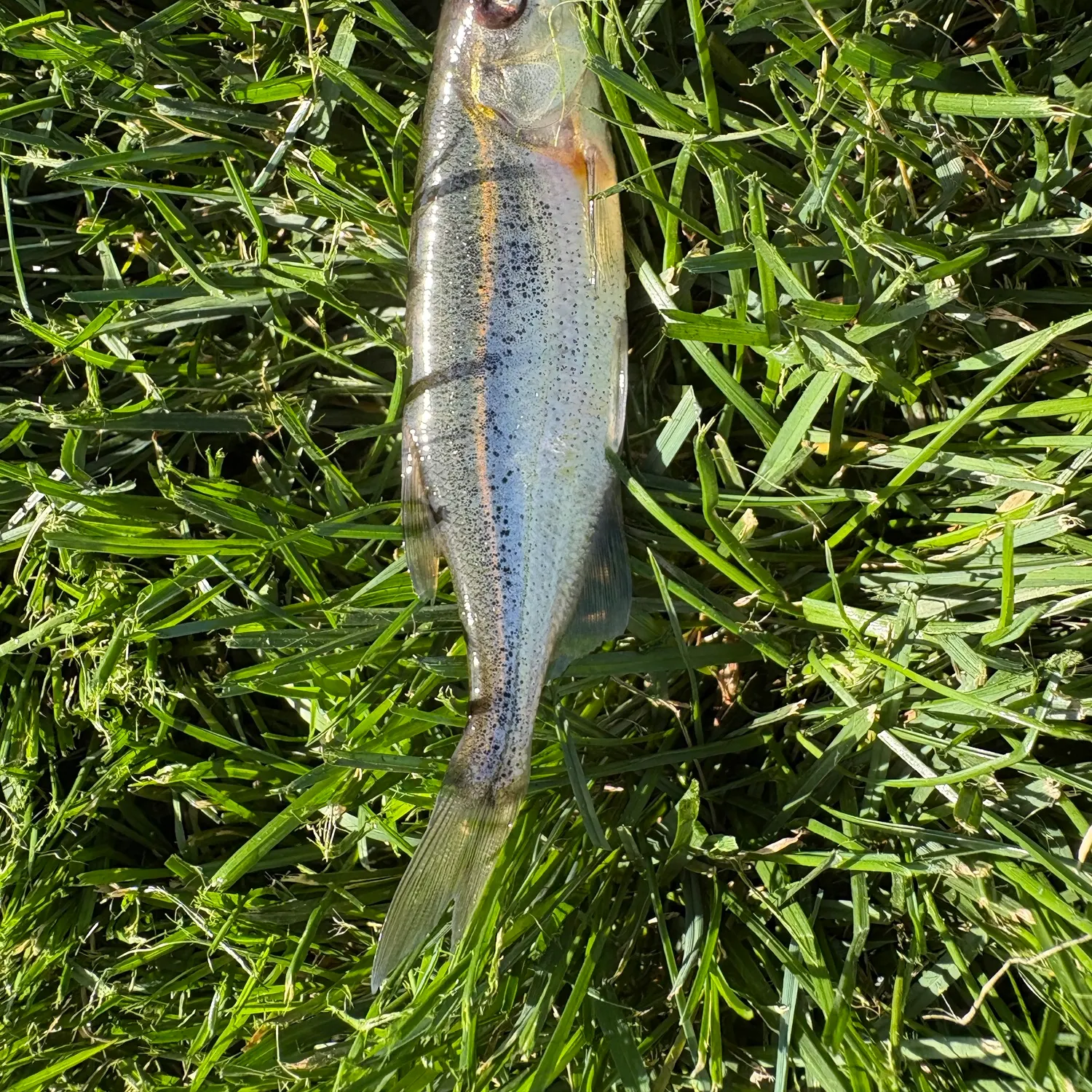 The most recent Redside shiner catches on Fishbrain